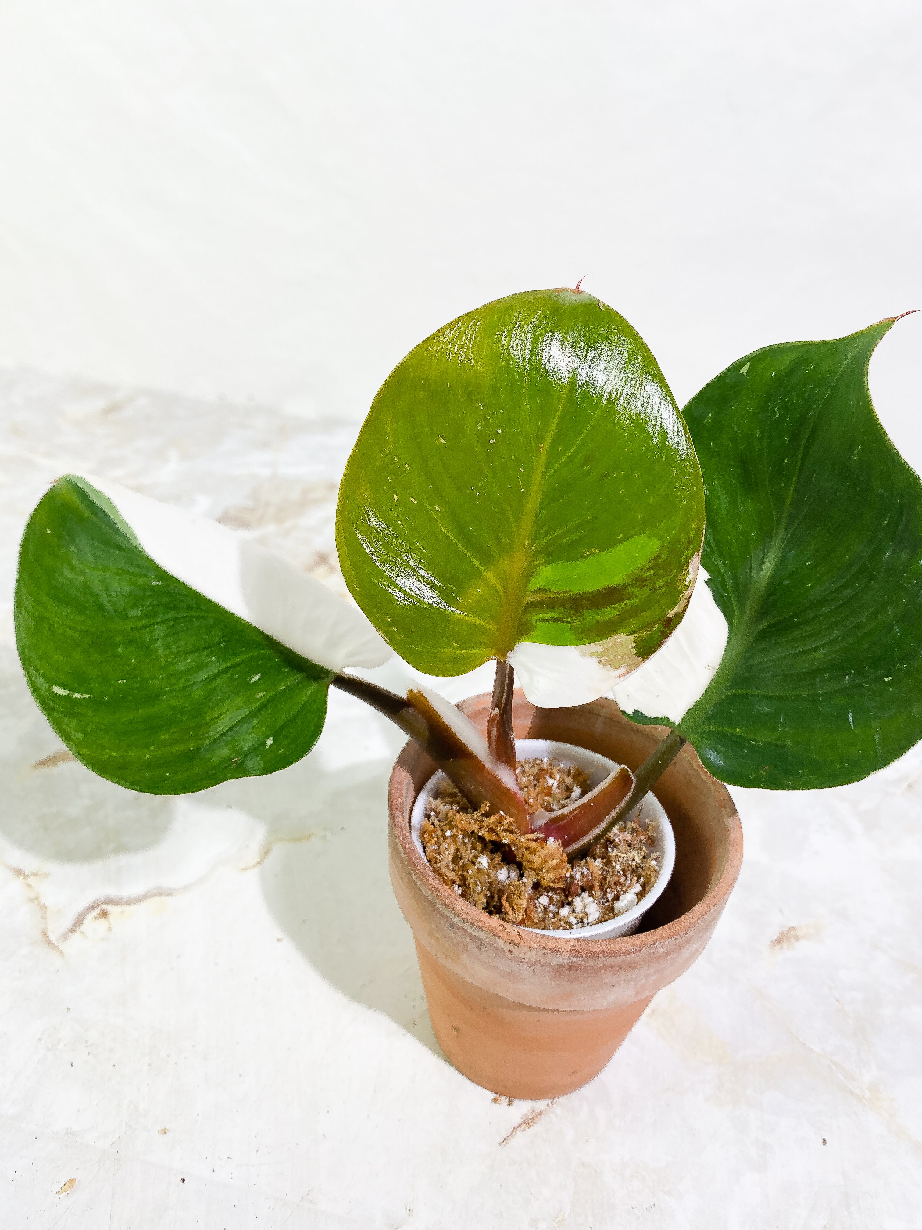 Philodendron White Knight tricolor Rooting Top Cutting 3 leaves half moon