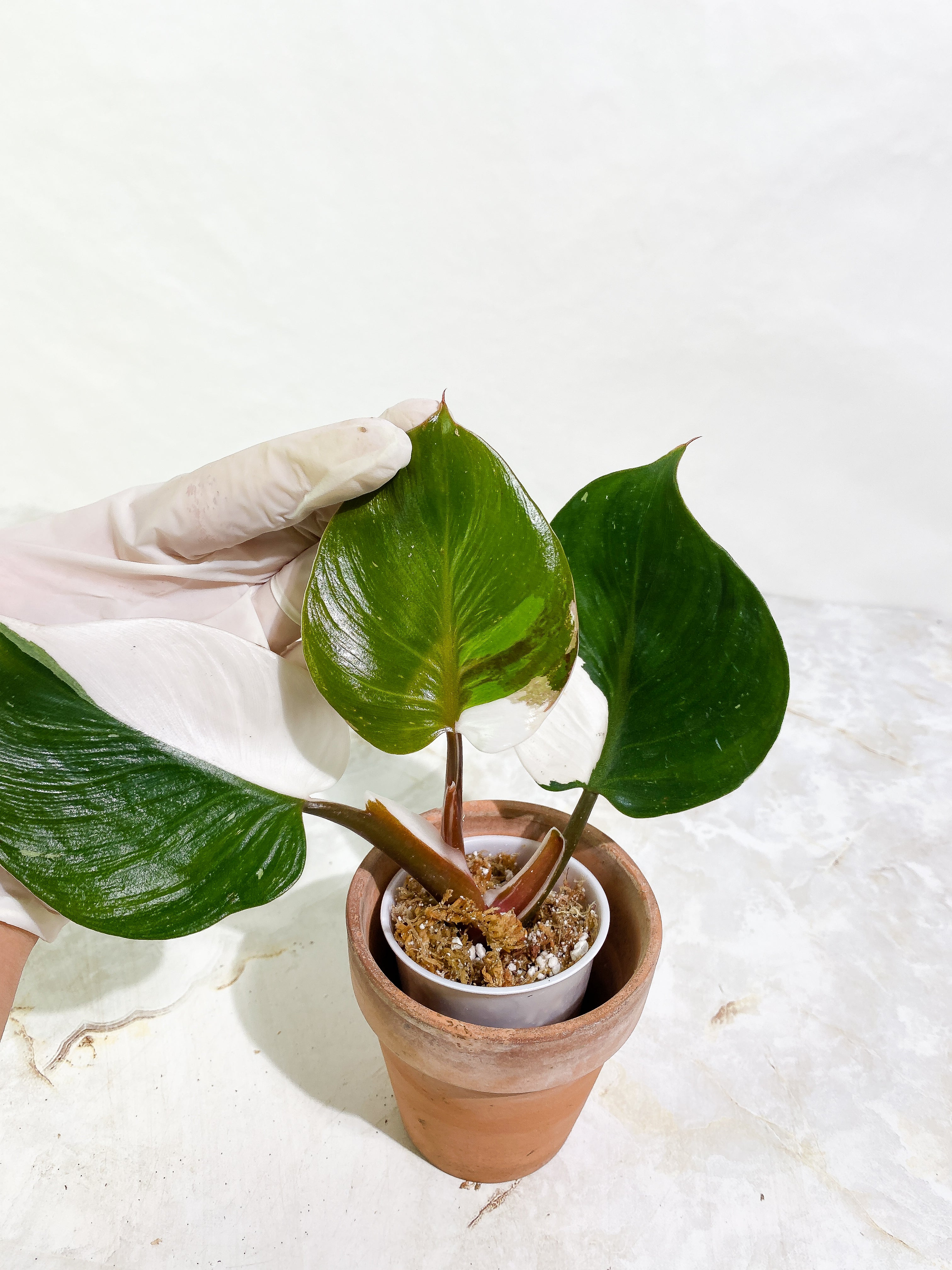 Philodendron White Knight tricolor Rooting Top Cutting 3 leaves half moon