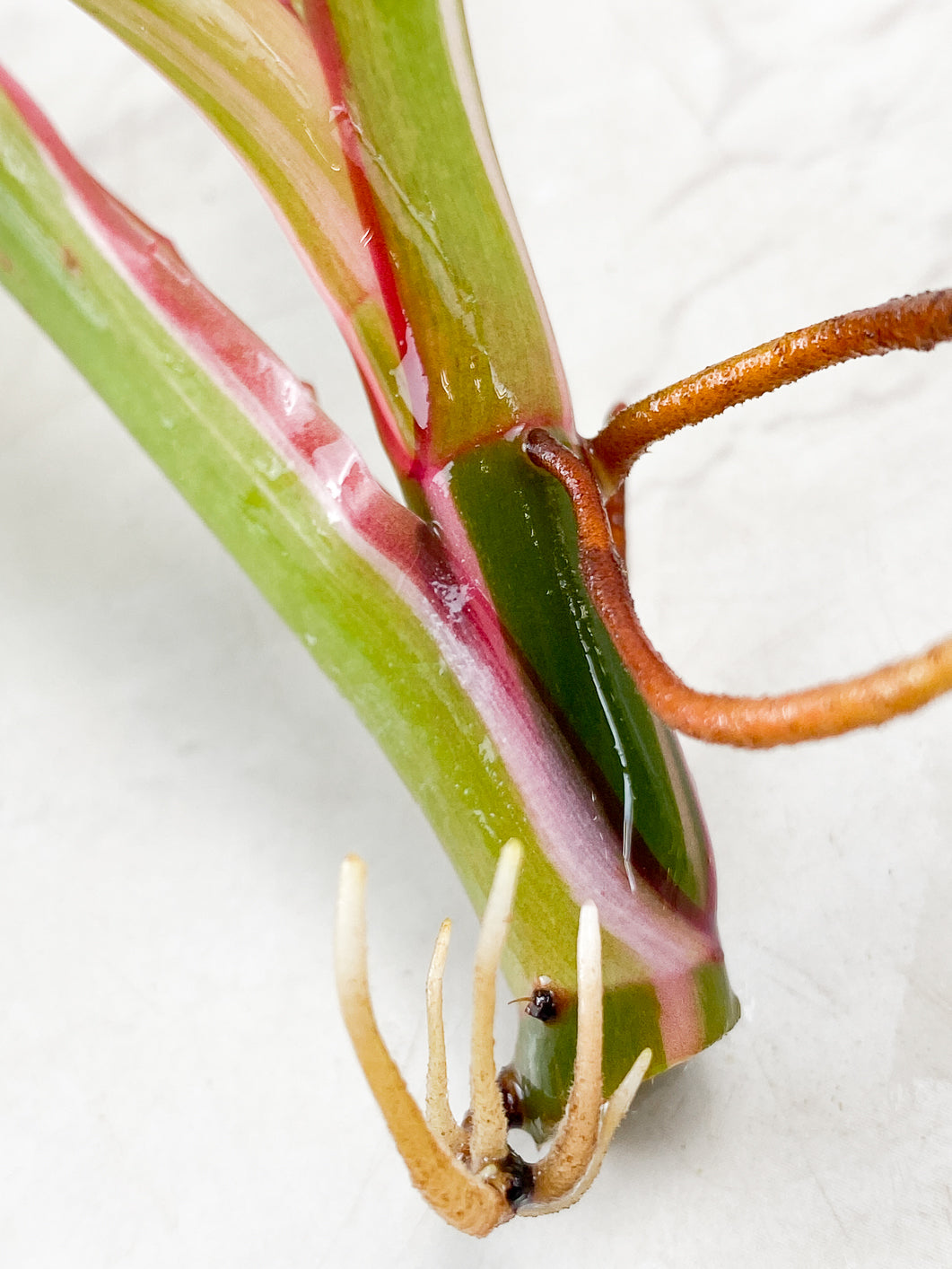 Philodendron White Princess Tricolor 3 Leaf Top Cutting