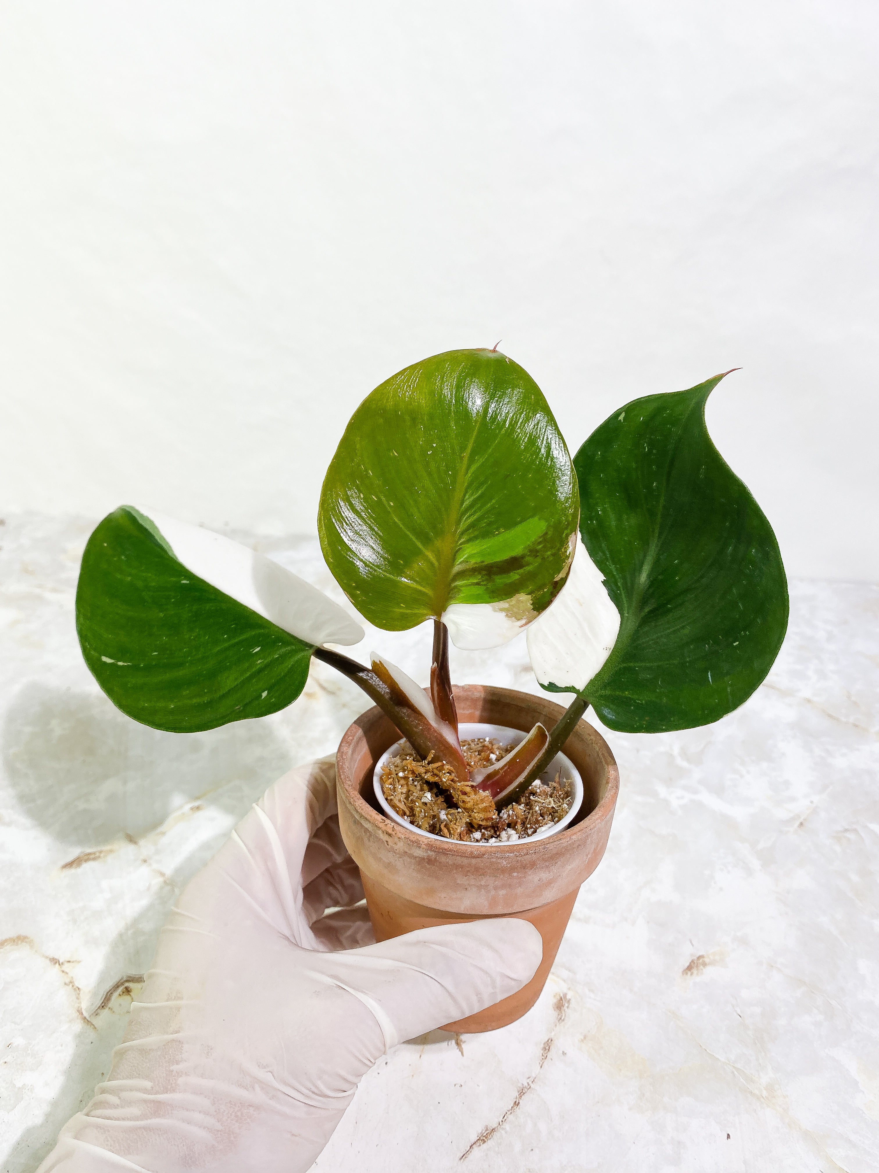 Philodendron White Knight tricolor Rooting Top Cutting 3 leaves half moon