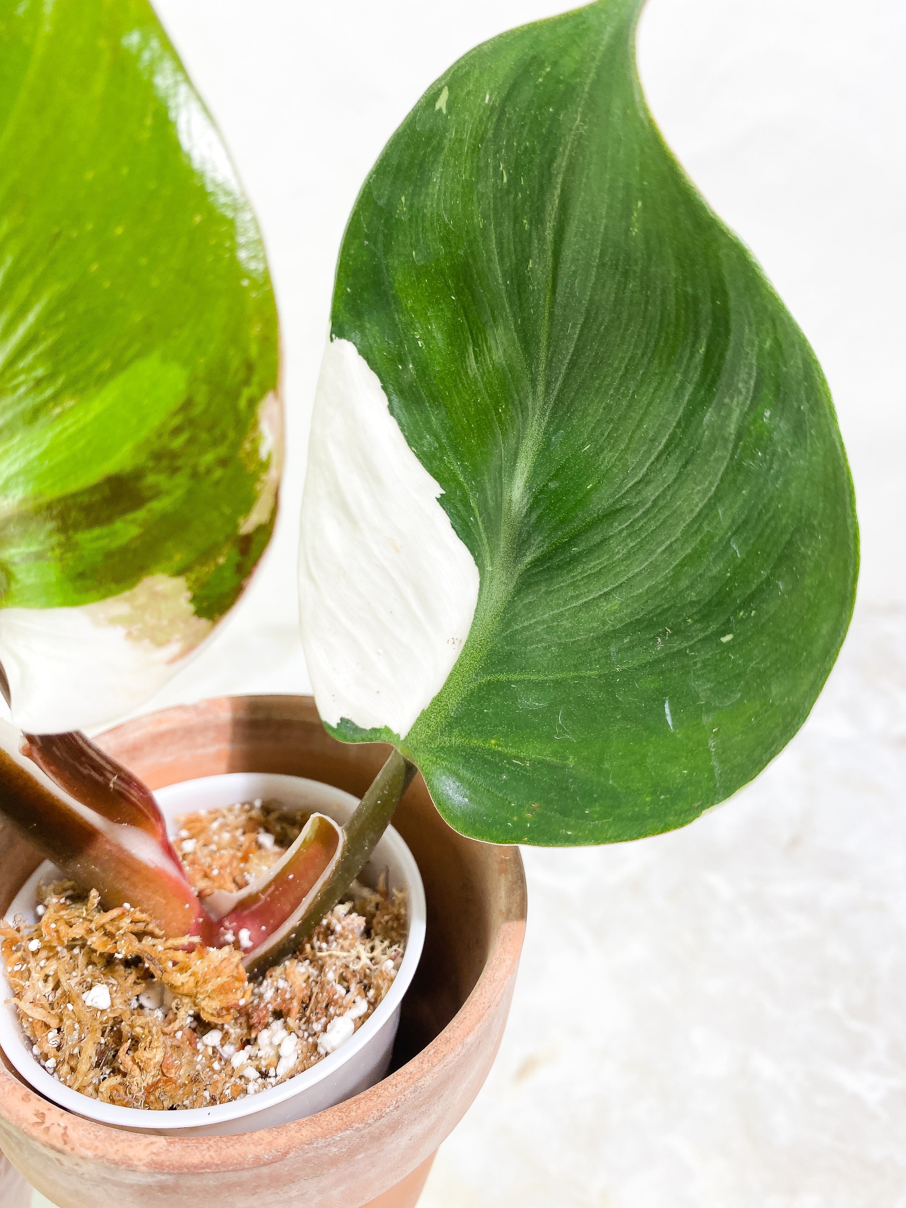 Philodendron White Knight tricolor Rooting Top Cutting 3 leaves half moon