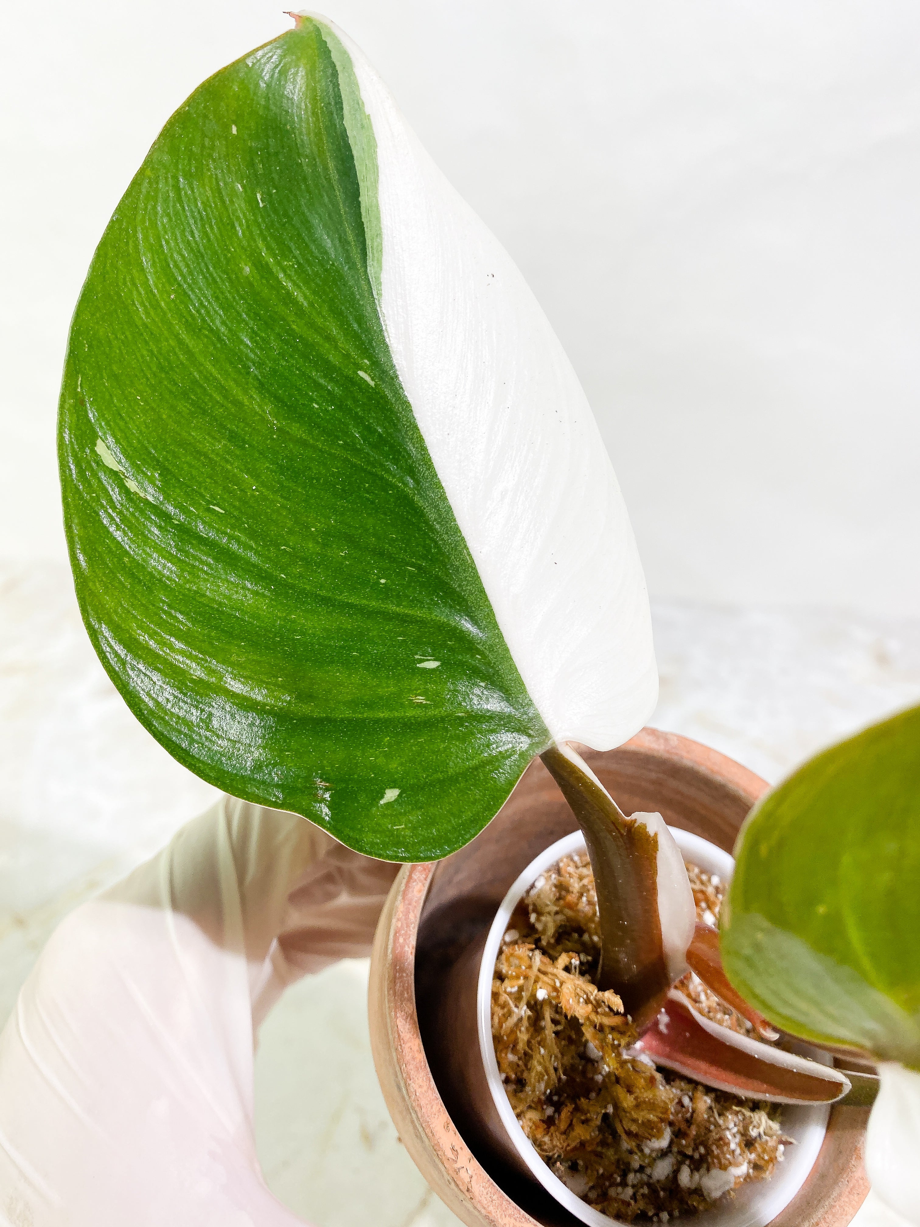 Philodendron White Knight tricolor Rooting Top Cutting 3 leaves half moon