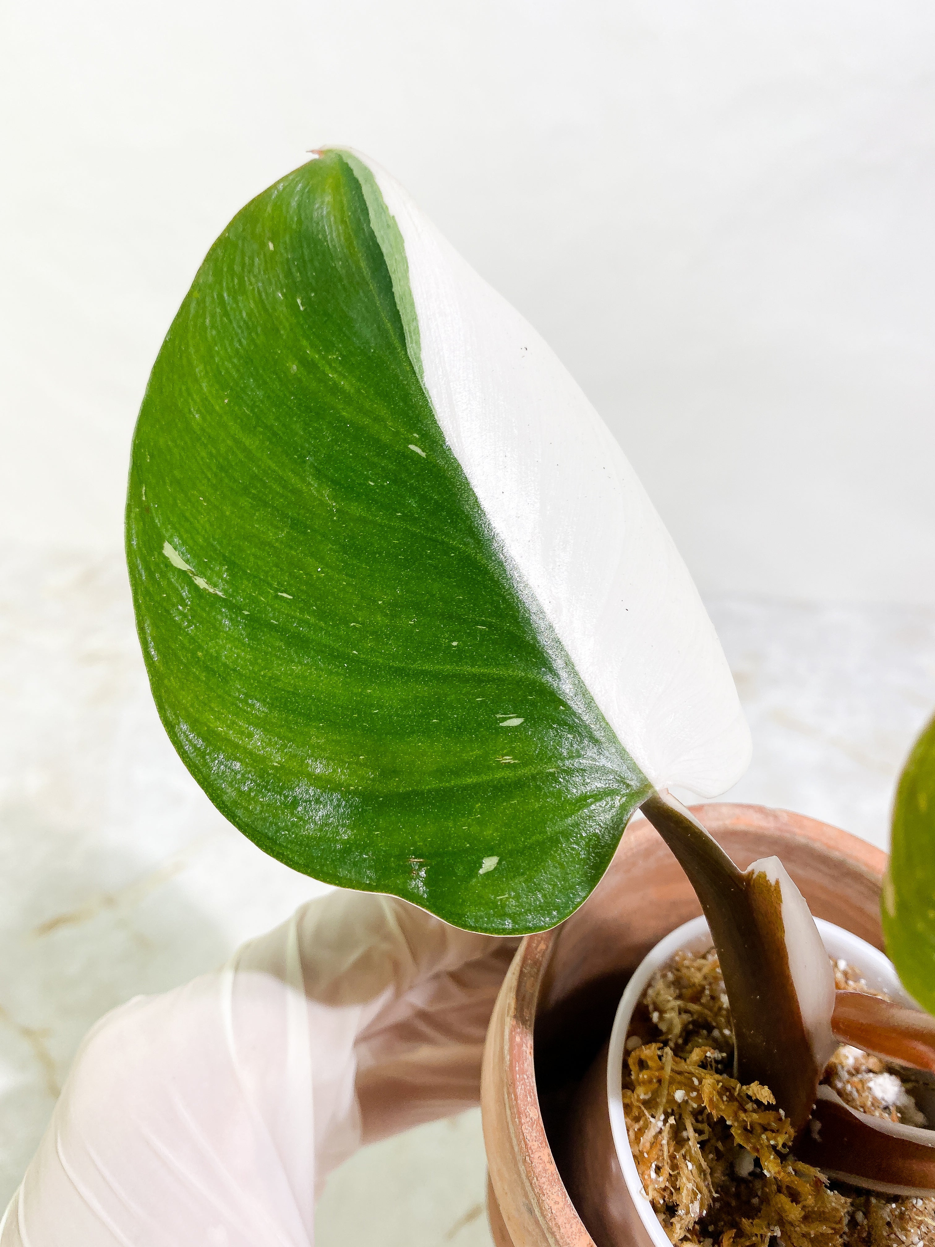 Philodendron White Knight tricolor Rooting Top Cutting 3 leaves half moon