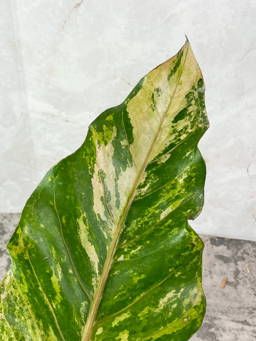 Anthurium Renaissance variegated  3 leaves rooting in moss