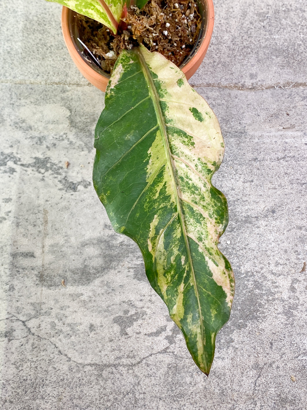 Anthurium Renaissance variegated  3 leaves rooting in moss