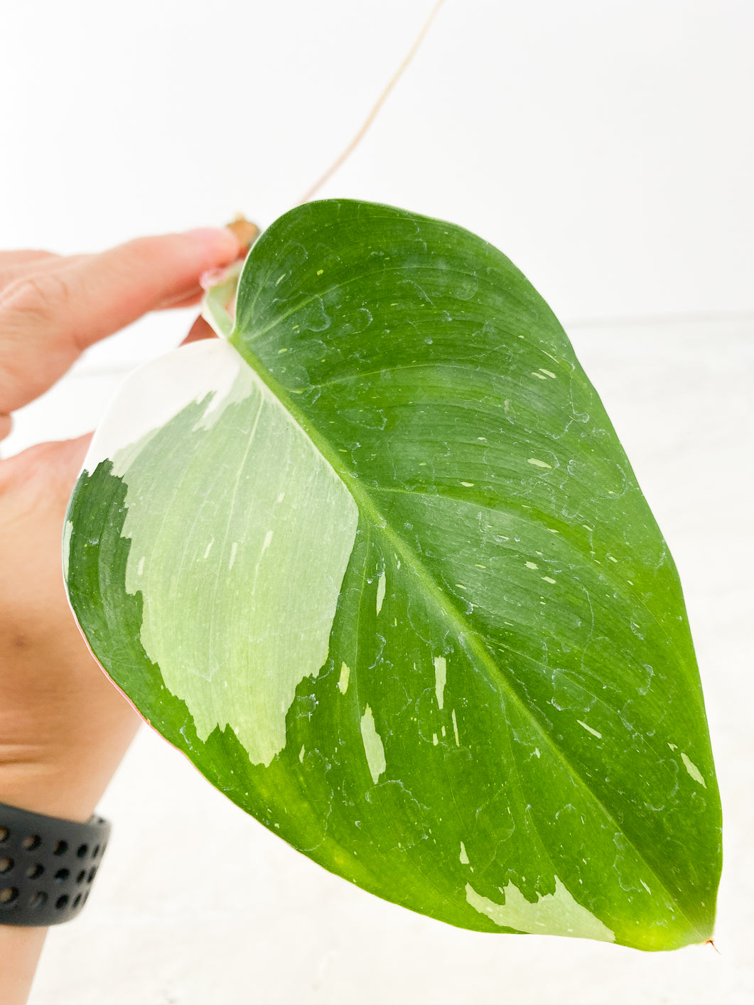 Philodendron White Princess tricolor 1 leaf Rooting