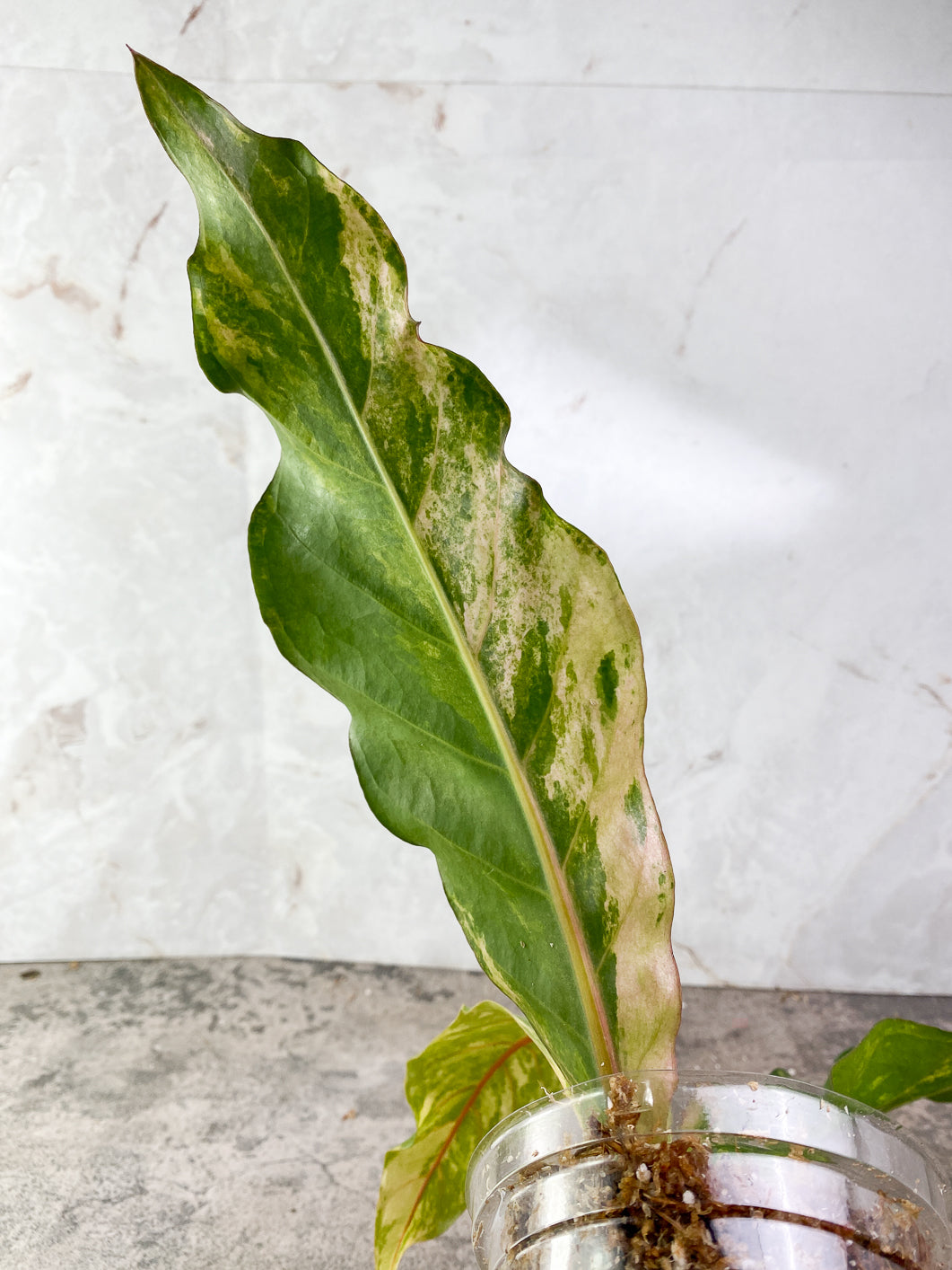 Anthurium Renaissance variegated  3 leaves rooting in moss