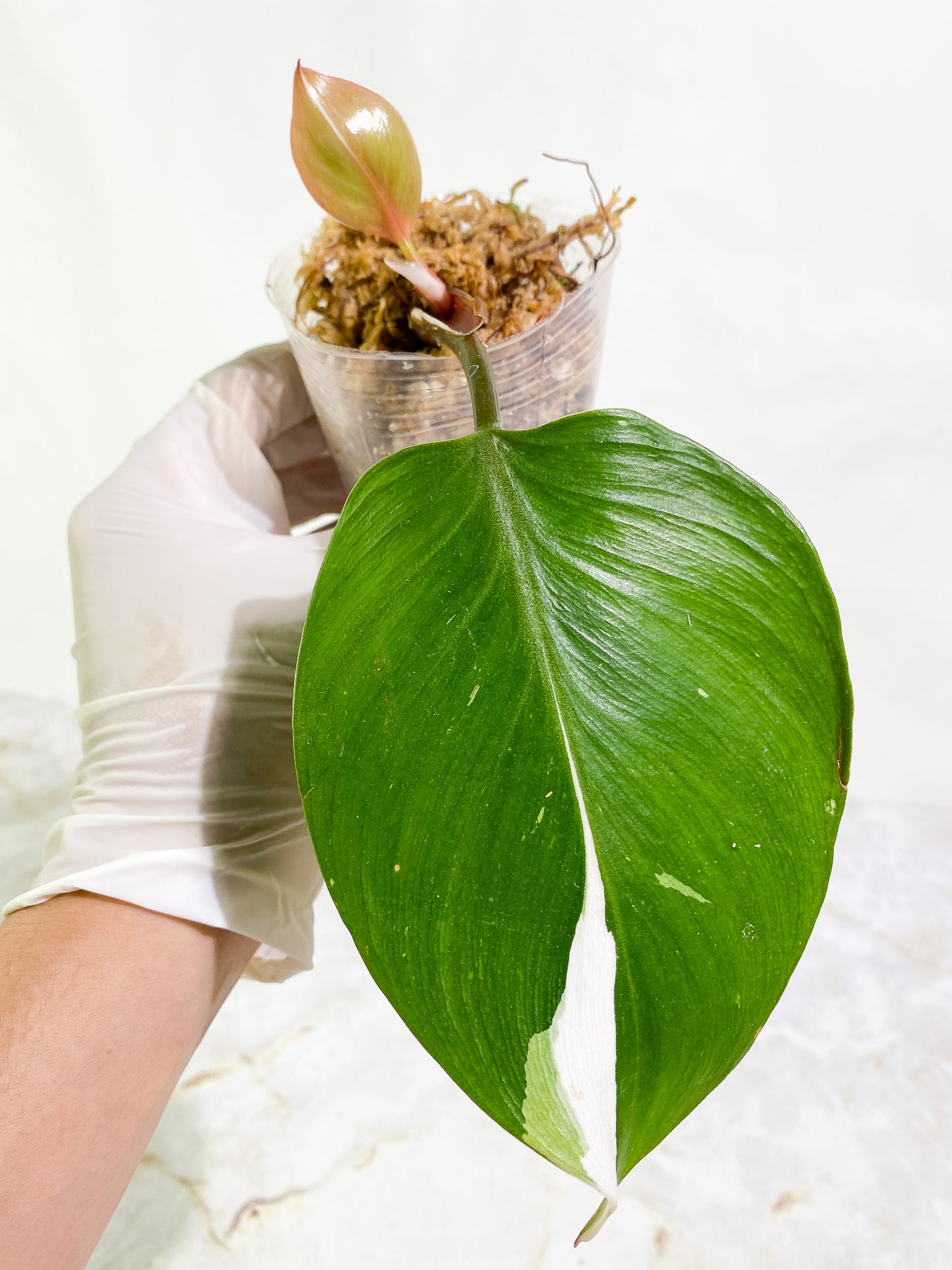 Philodendron White Knight tricolor Rooted Top Cutting 2 leaves