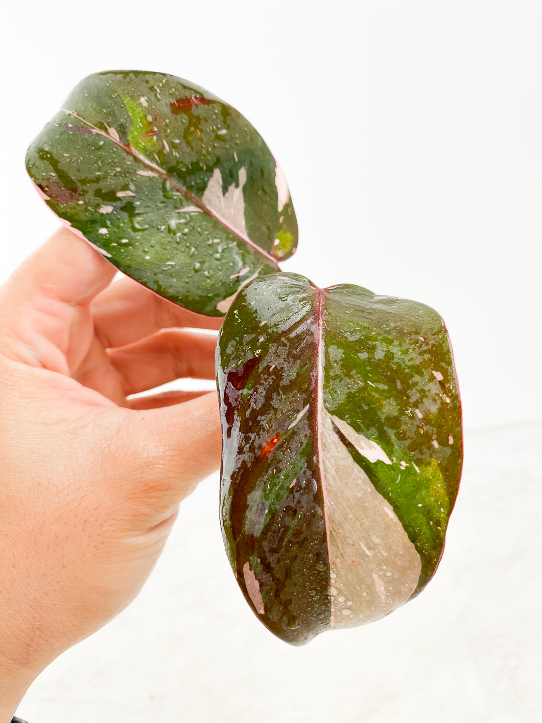 Philodendron red Anderson 2 leaves Top Cutting Rooting