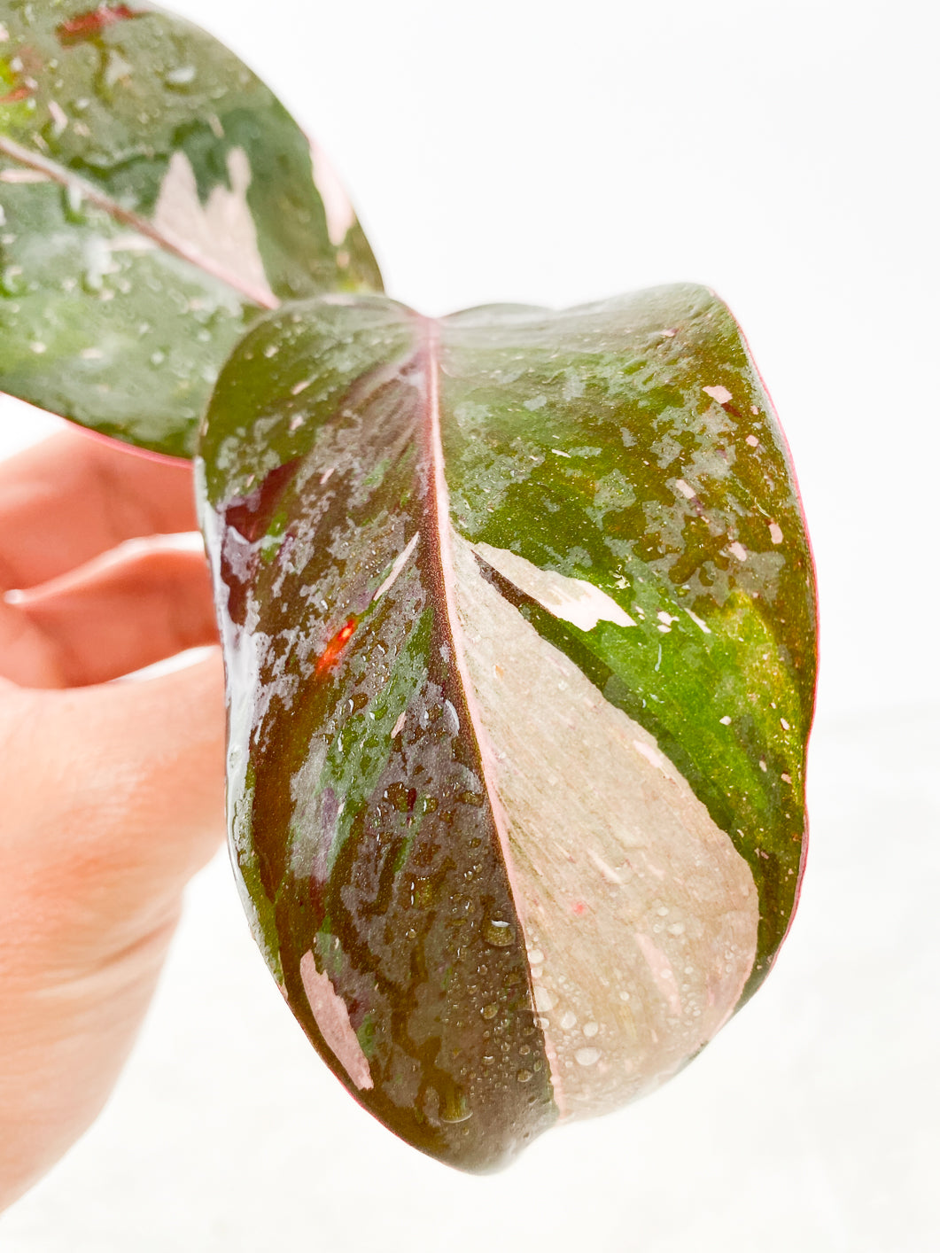 Philodendron red Anderson 2 leaves Top Cutting Rooting