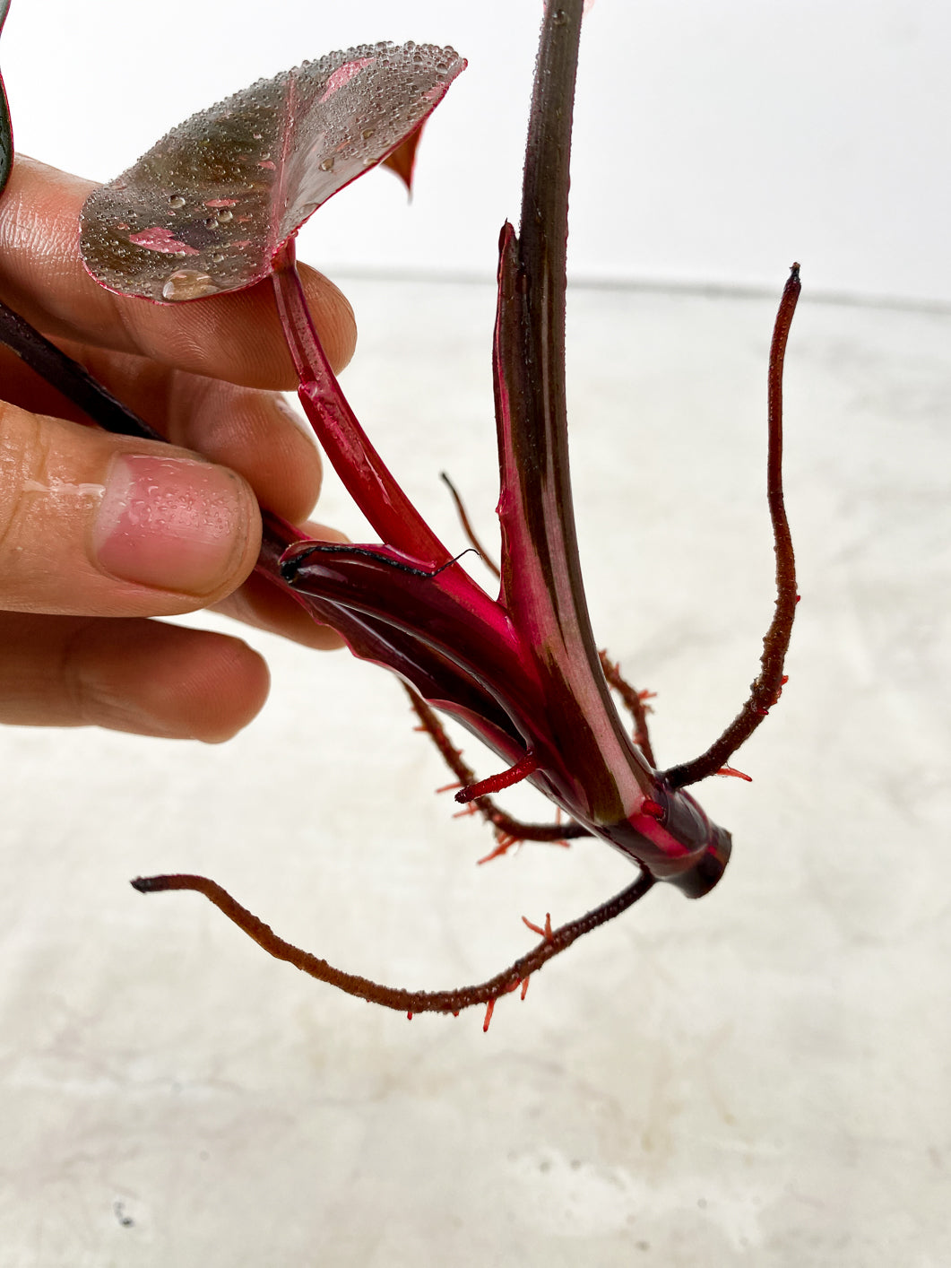 Philodendron red Anderson 3 leaves Top Cutting Rooting