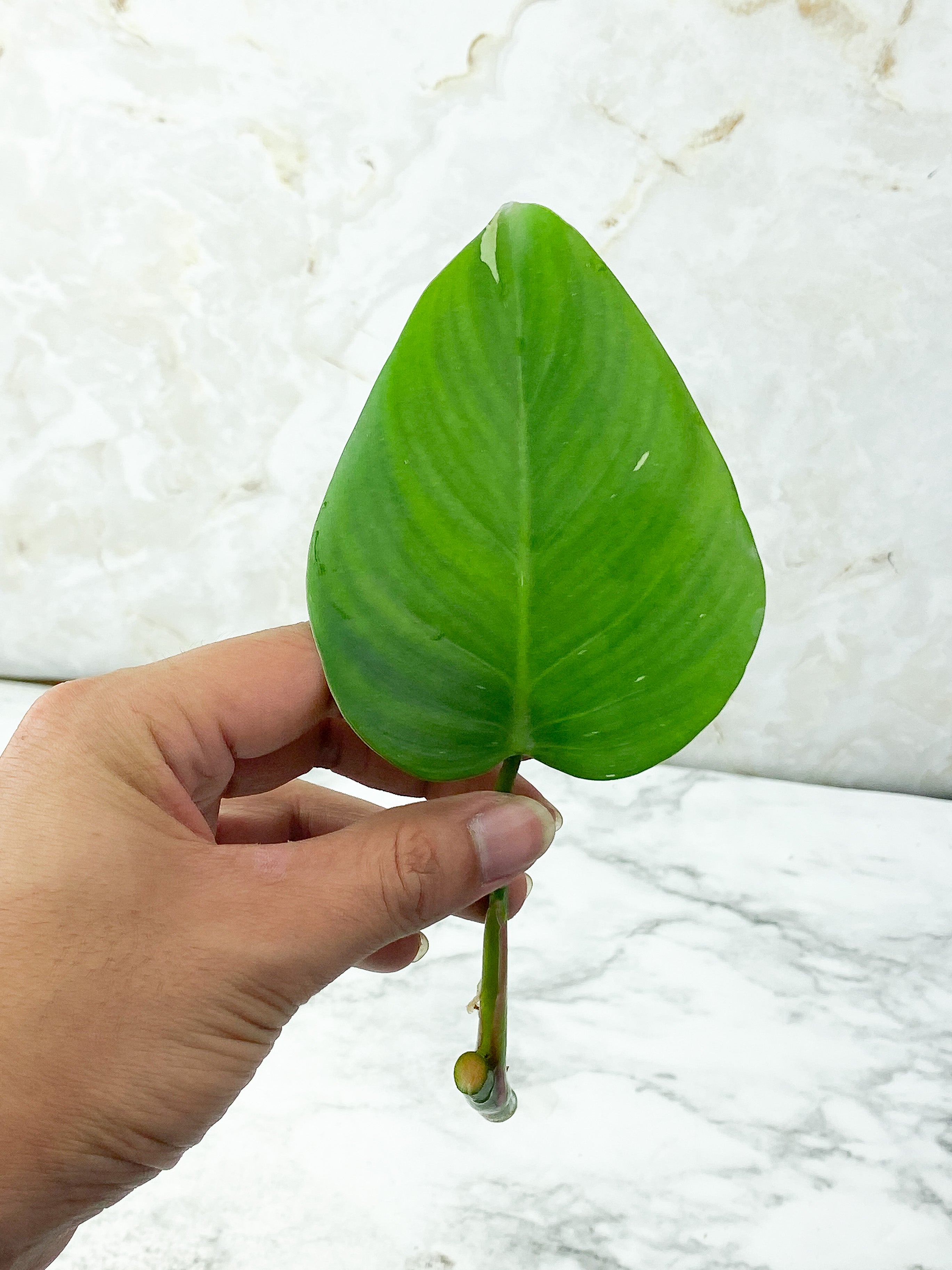 Reserved: Philodendron White Princess Unrooted Cutting
