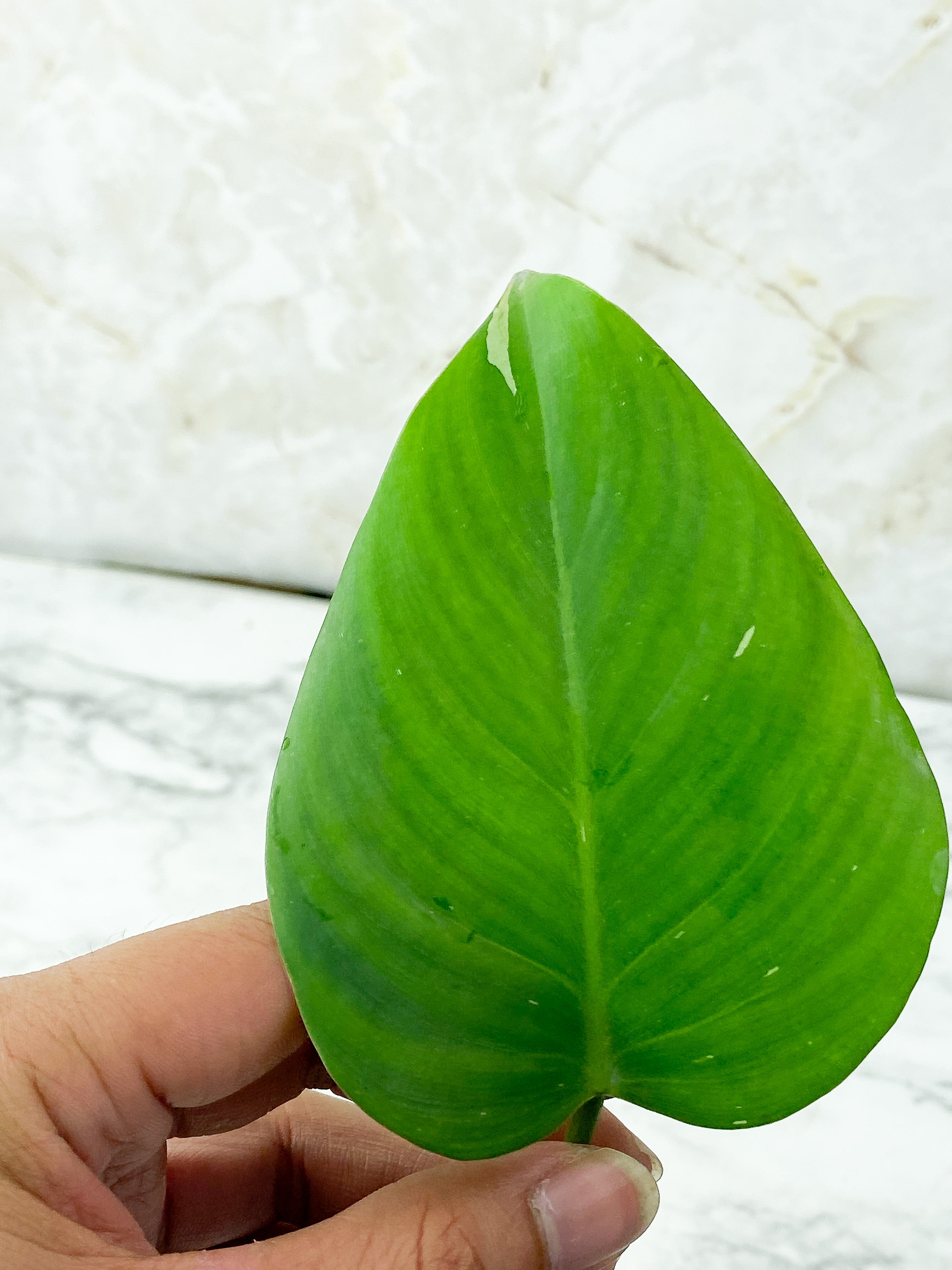 Reserved: Philodendron White Princess Unrooted Cutting