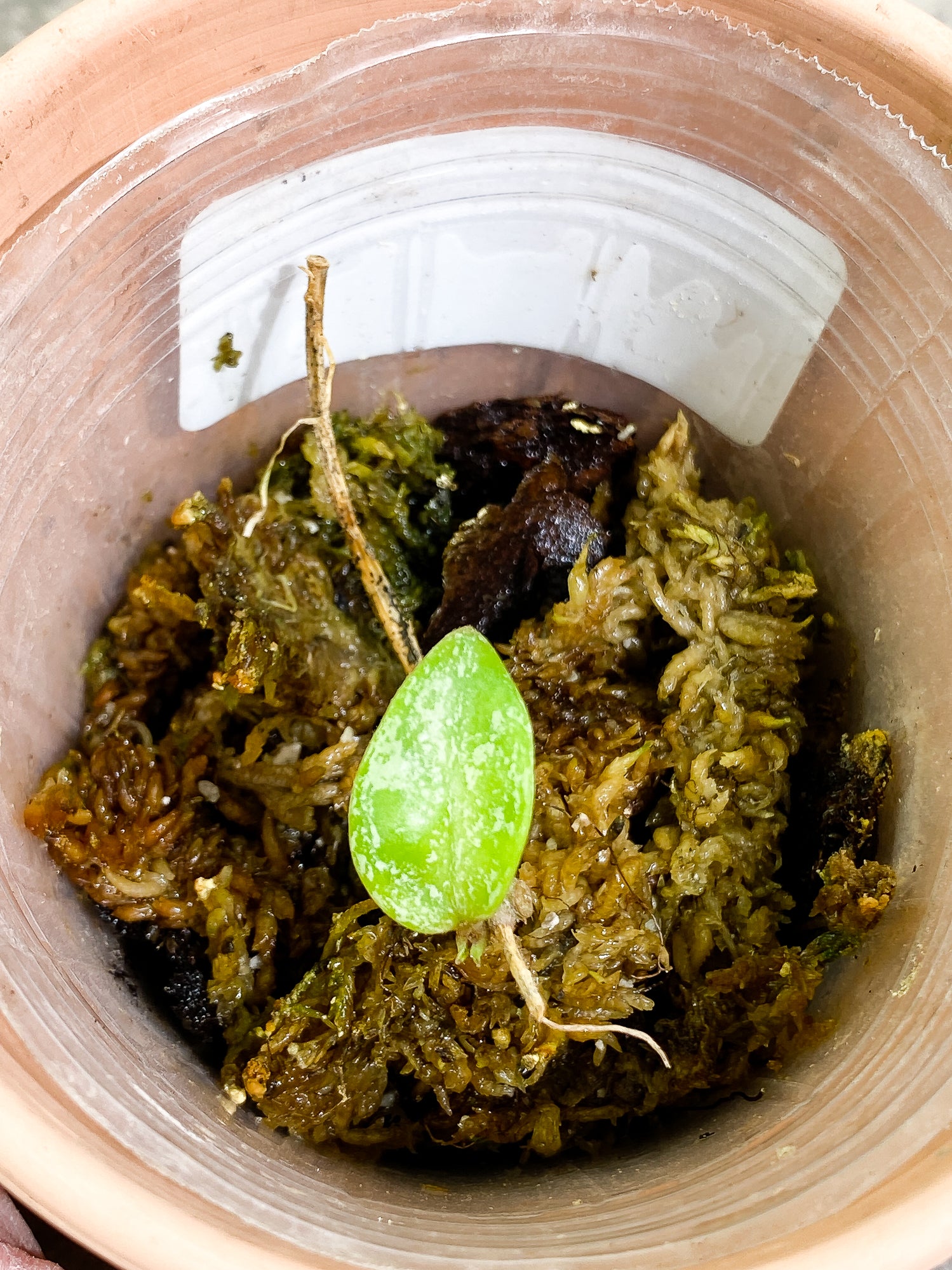 Hoya Wilbur Graves 1 leaf rooting