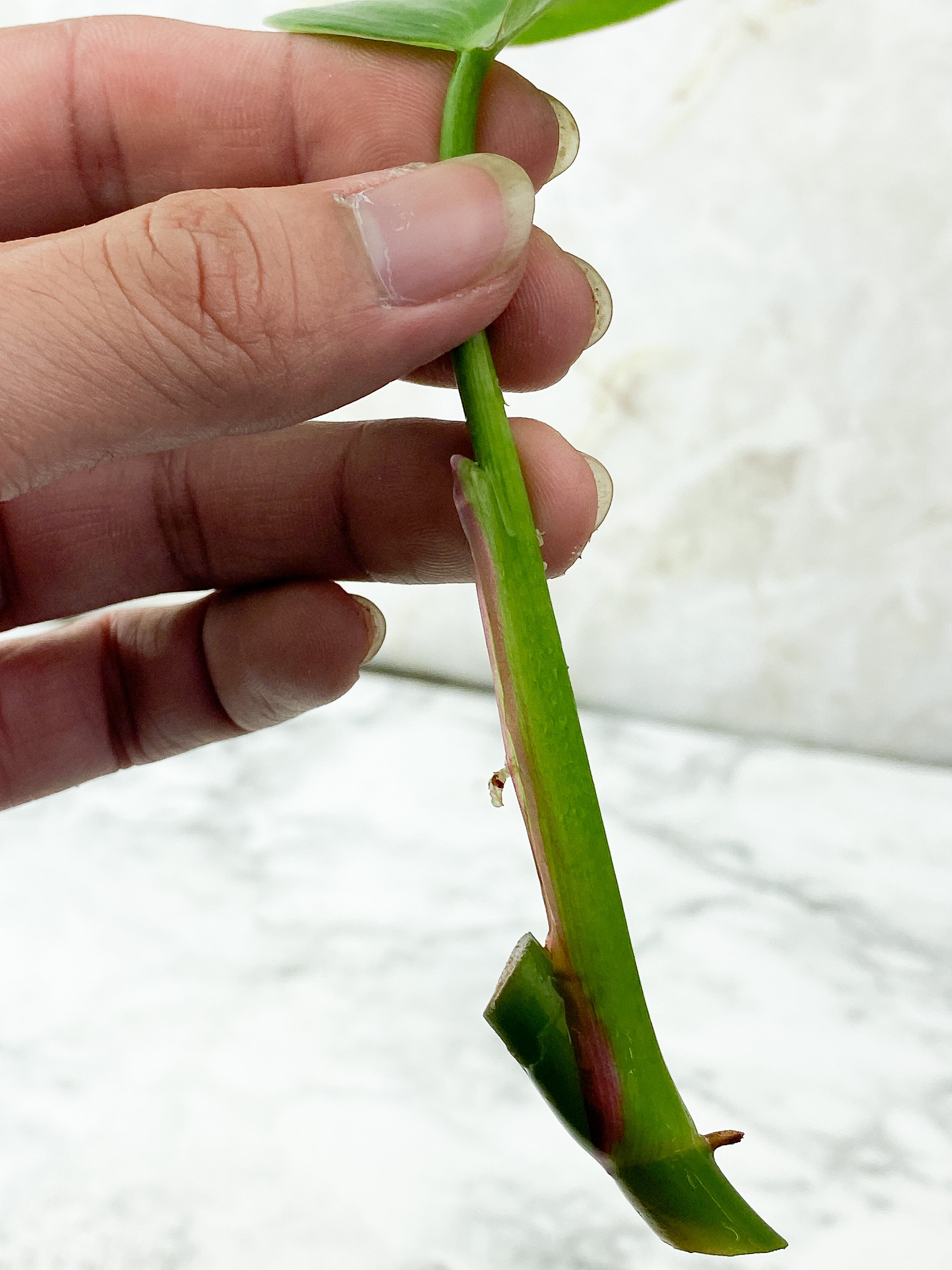 Reserved: Philodendron White Princess Unrooted Cutting