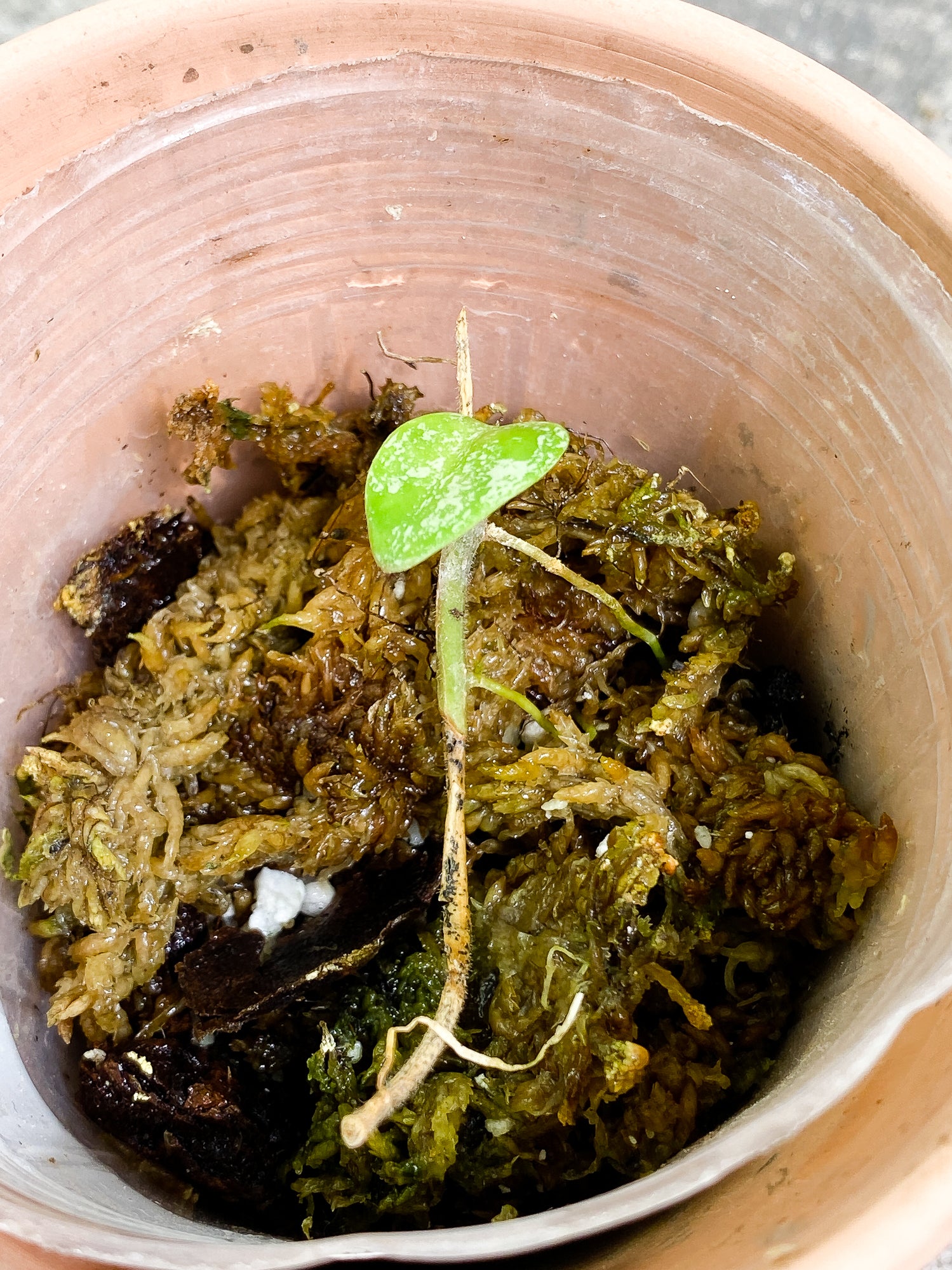 Hoya Wilbur Graves 1 leaf rooting