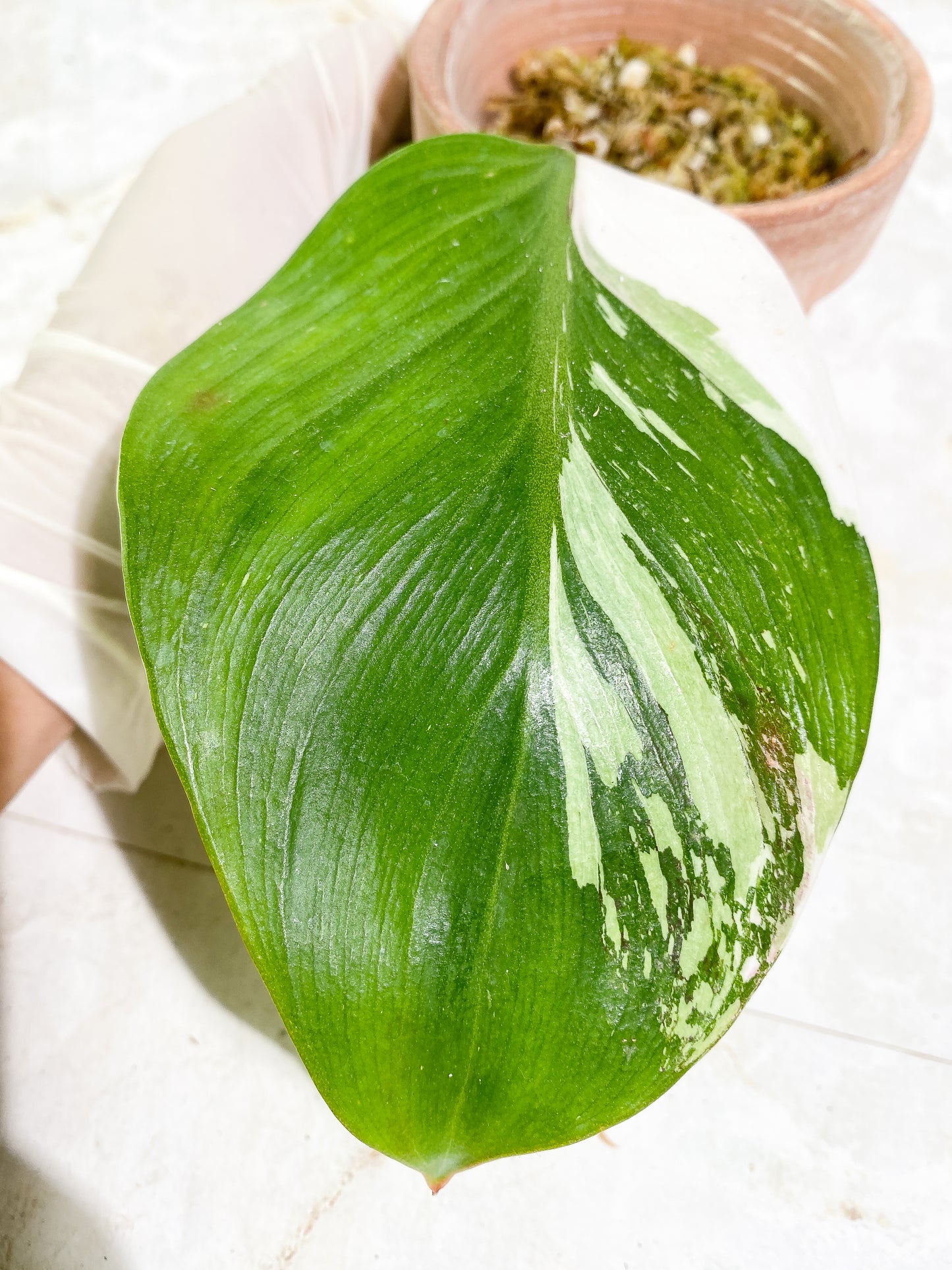 Philodendron White Knight tricolor 1 leaf 1 sprout Rooted