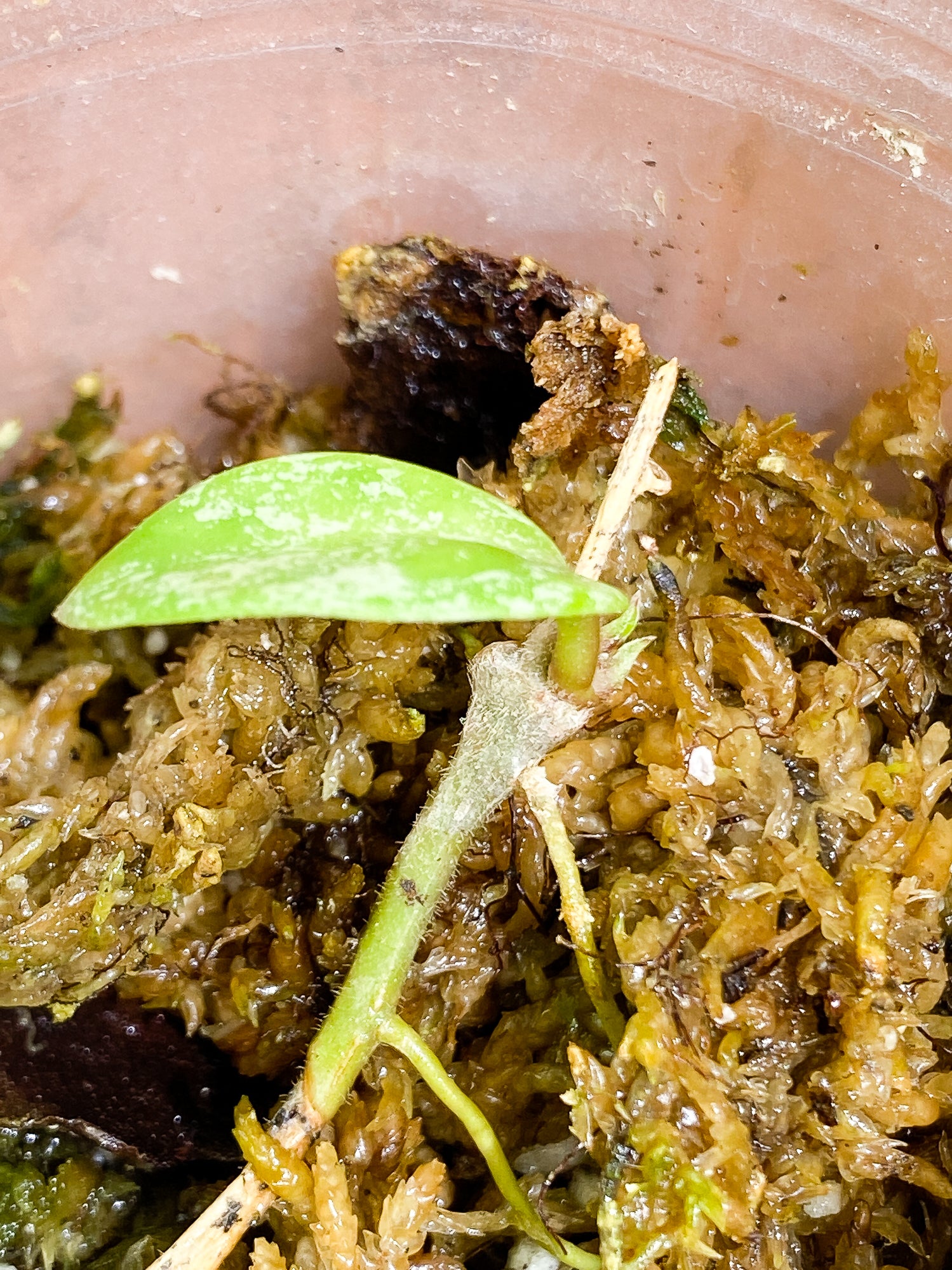 Hoya Wilbur Graves 1 leaf rooting