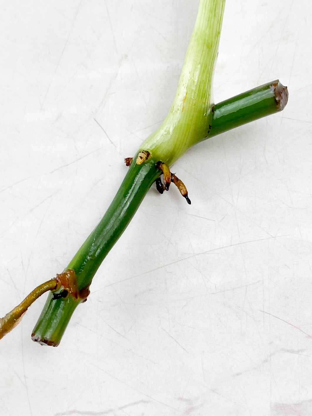 Philodendron Melanochrysum Variegated double node