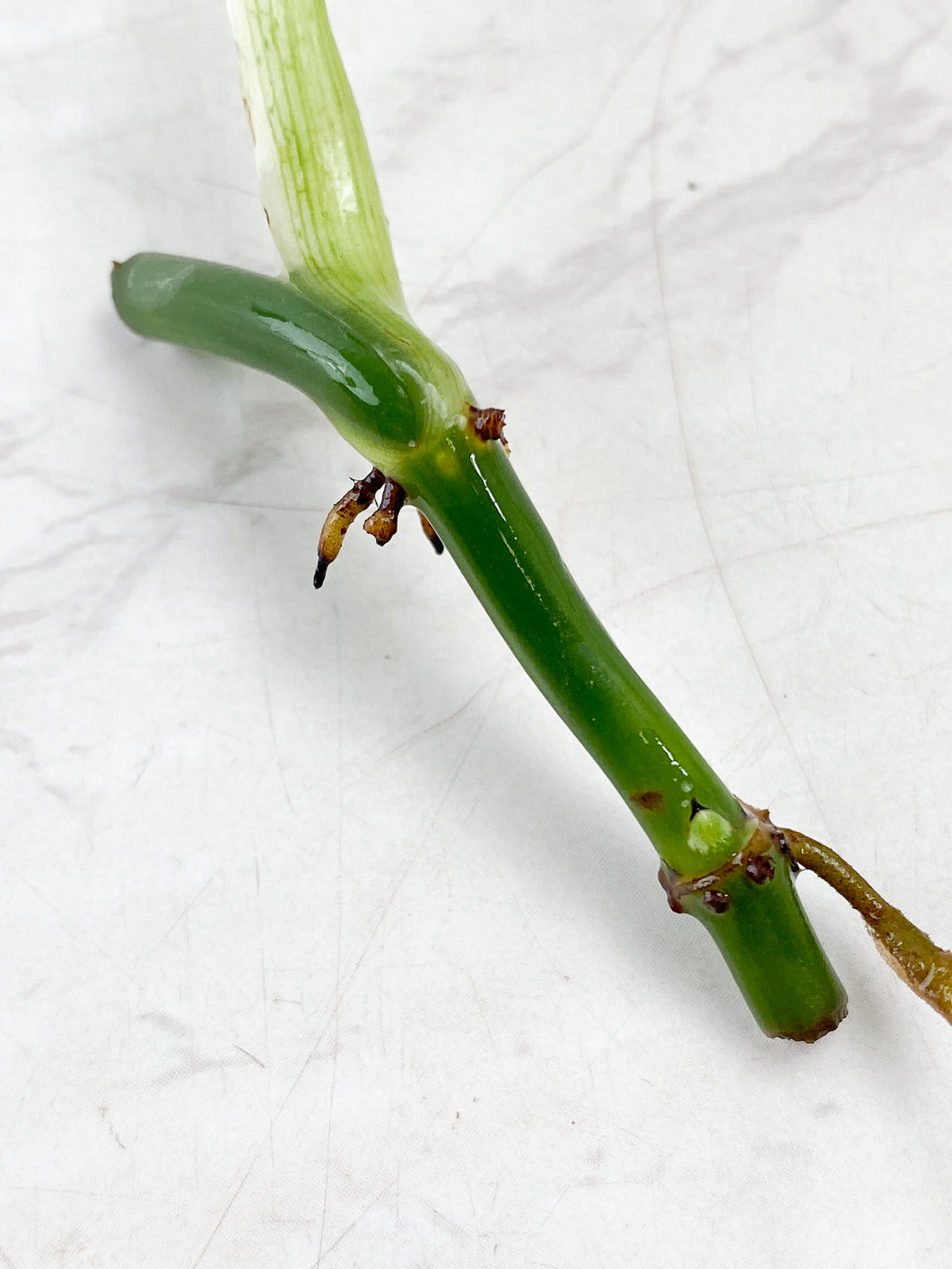 Philodendron Melanochrysum Variegated double node