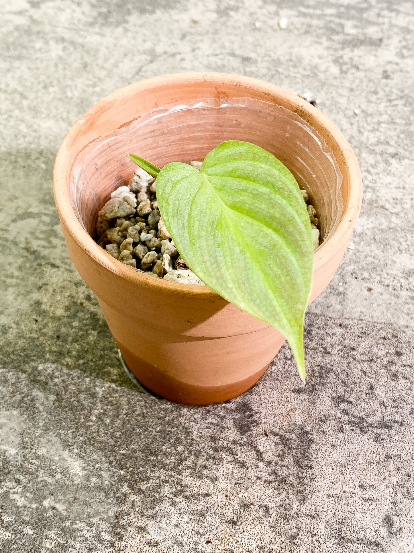 Philodendron Majestik, 1 leaf, slightly rooted node