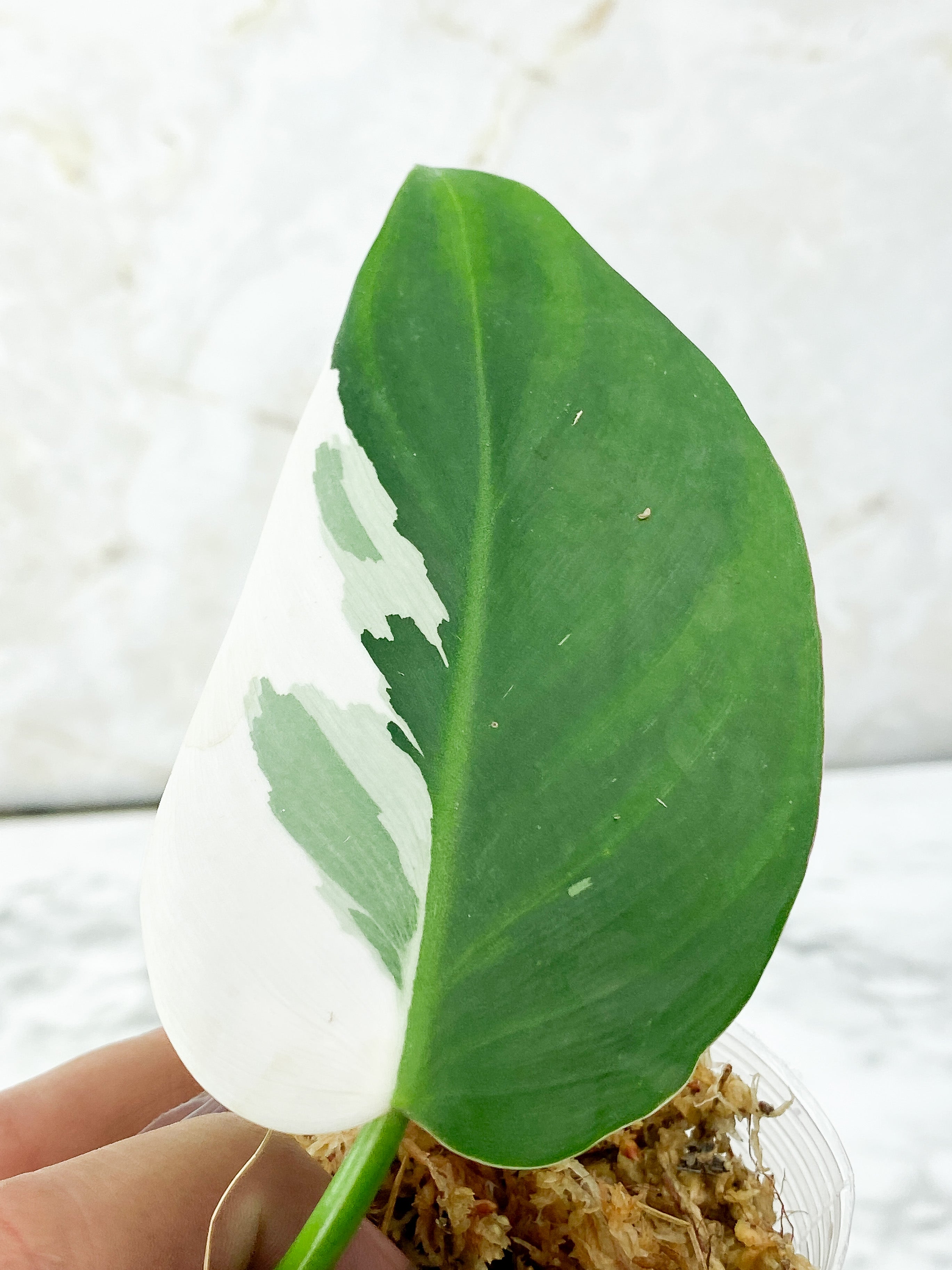 Philodendron White Princess Rooting half Moon Cutting