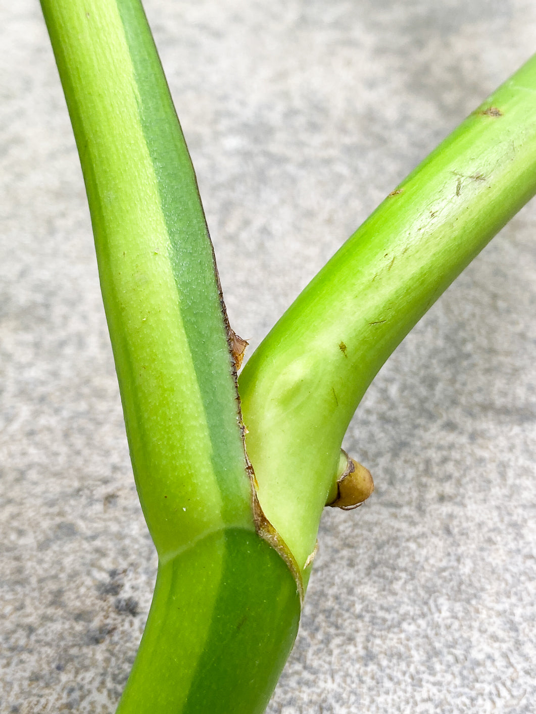 Monstera Aurea tricolor 2 leaves 1 bud unrooted cutting in water