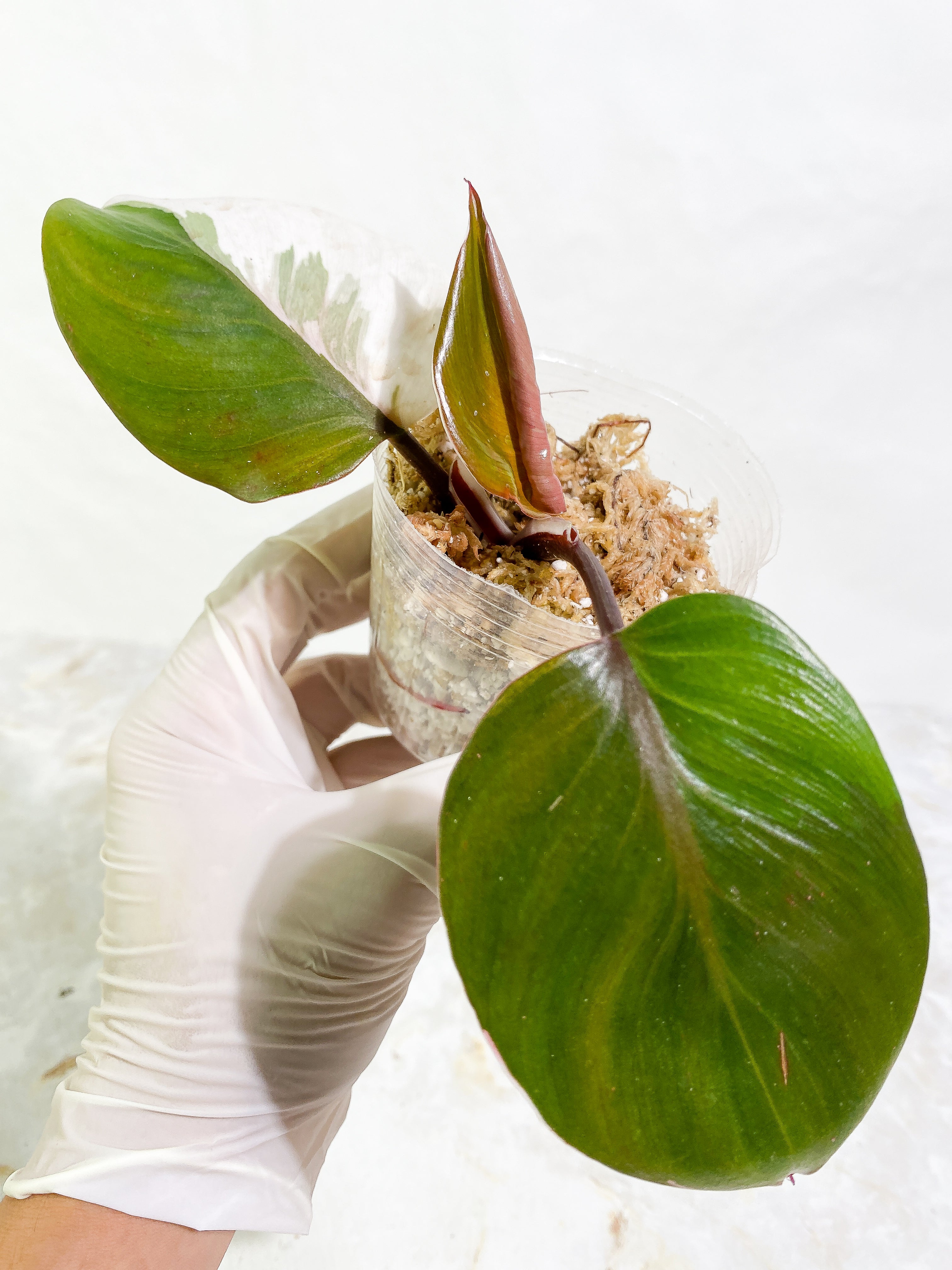 Philodendron White Knight tricolor 3 leaves Slightly Rooted half moon