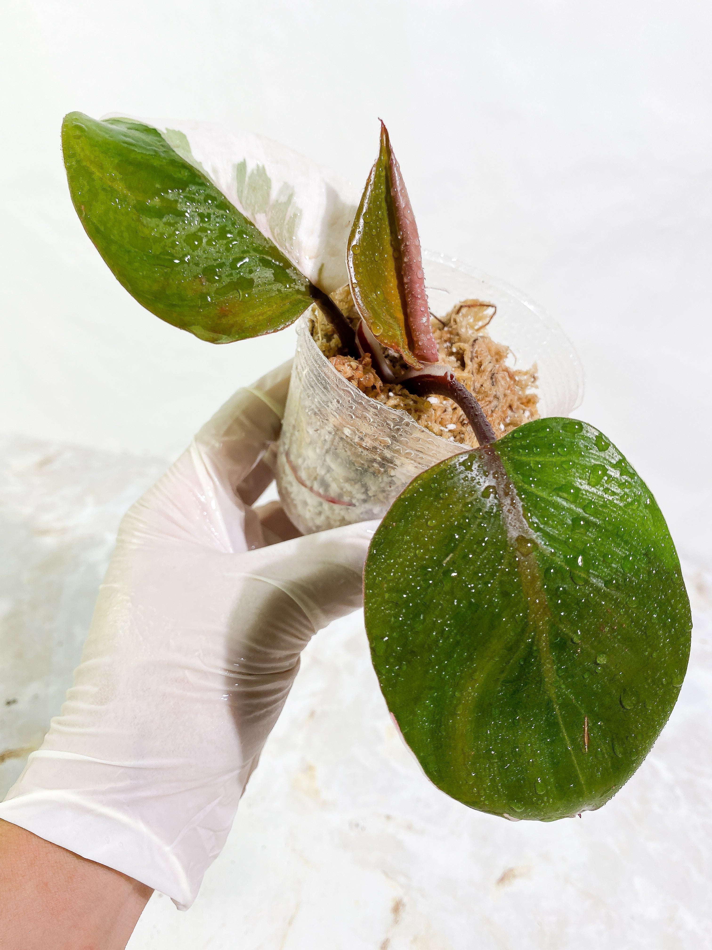 Philodendron White Knight tricolor 3 leaves Slightly Rooted half moon