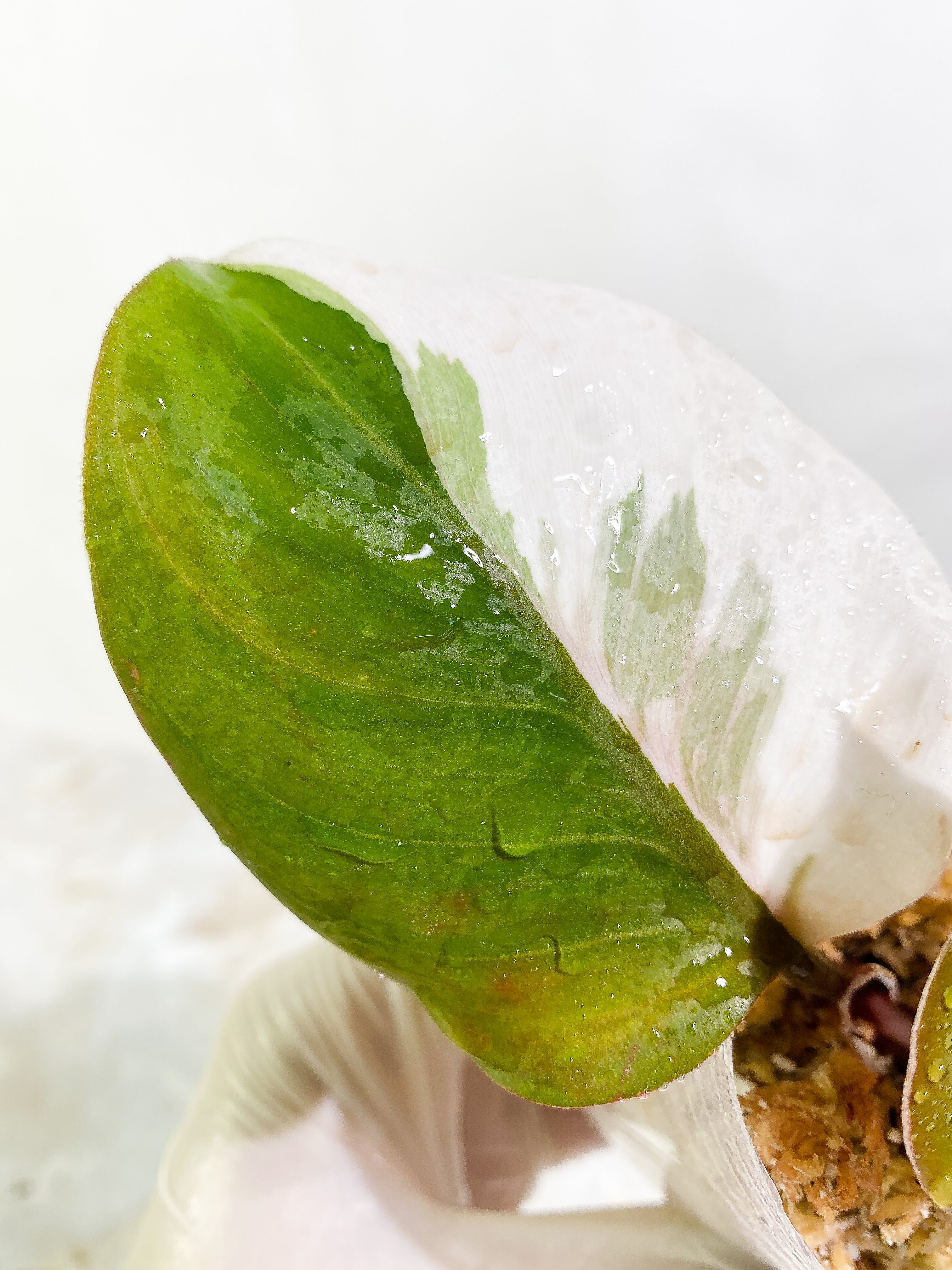 Philodendron White Knight tricolor 3 leaves Slightly Rooted half moon