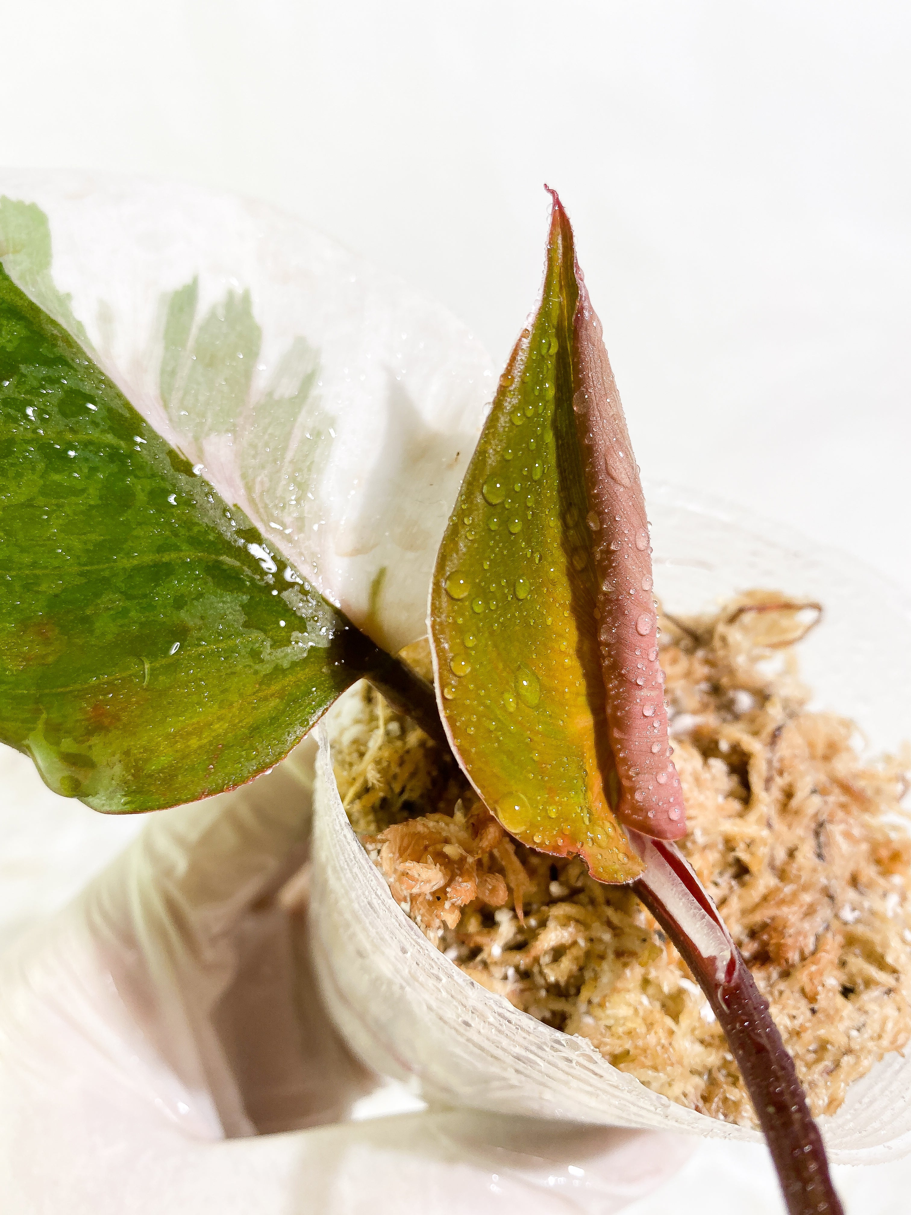 Philodendron White Knight tricolor 3 leaves Slightly Rooted half moon