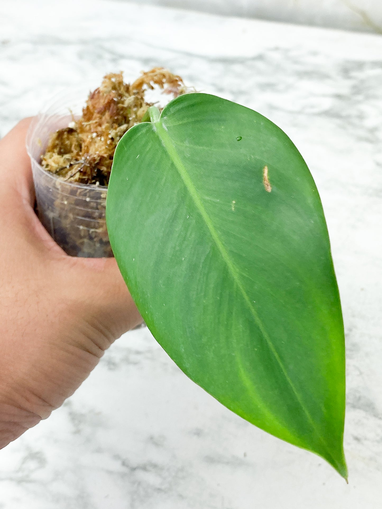 NOT FOR SALE: Philodendron White Princess rooted Cutting