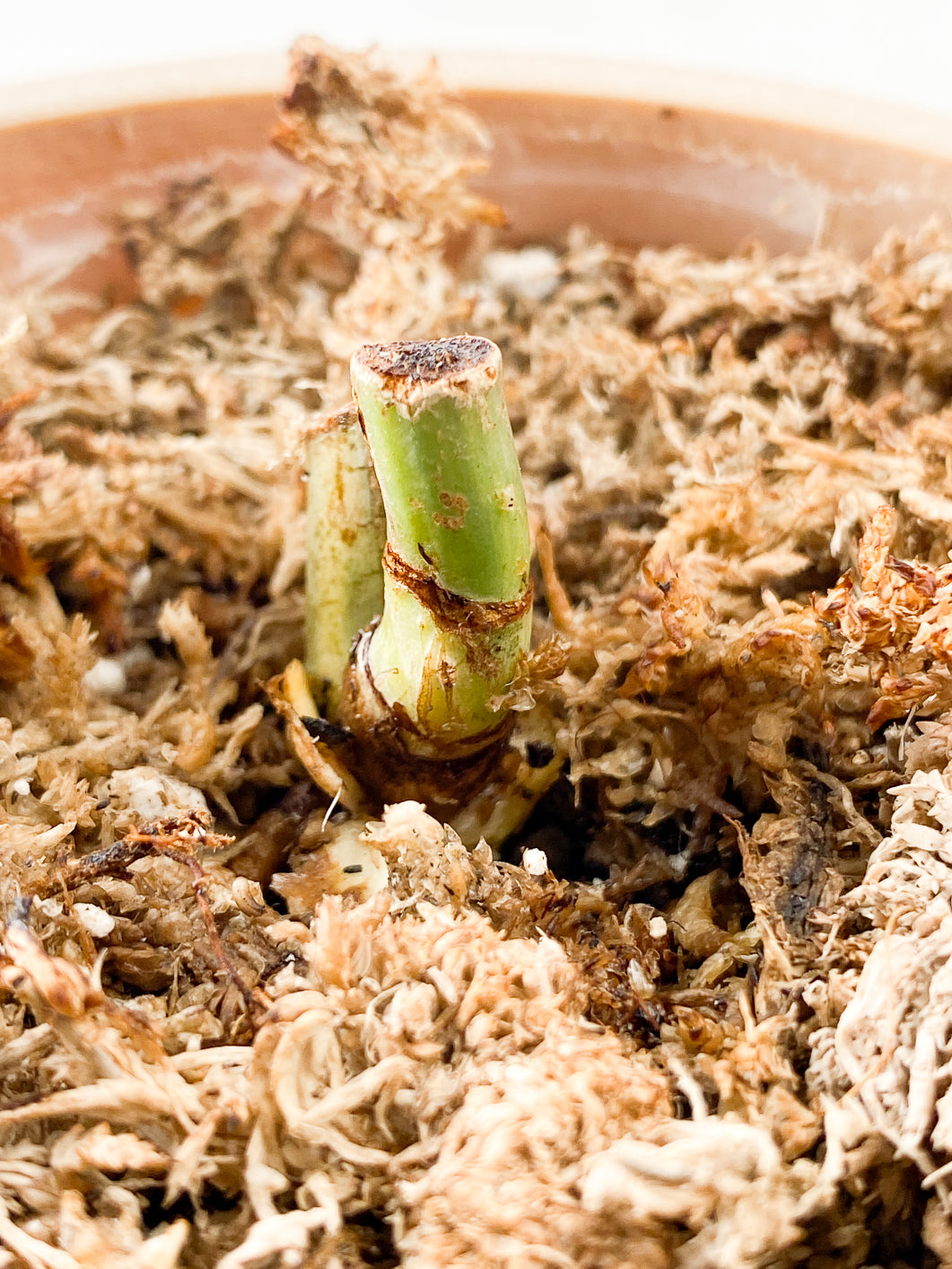 Philodendron Domesticum Variegated Rooted node
