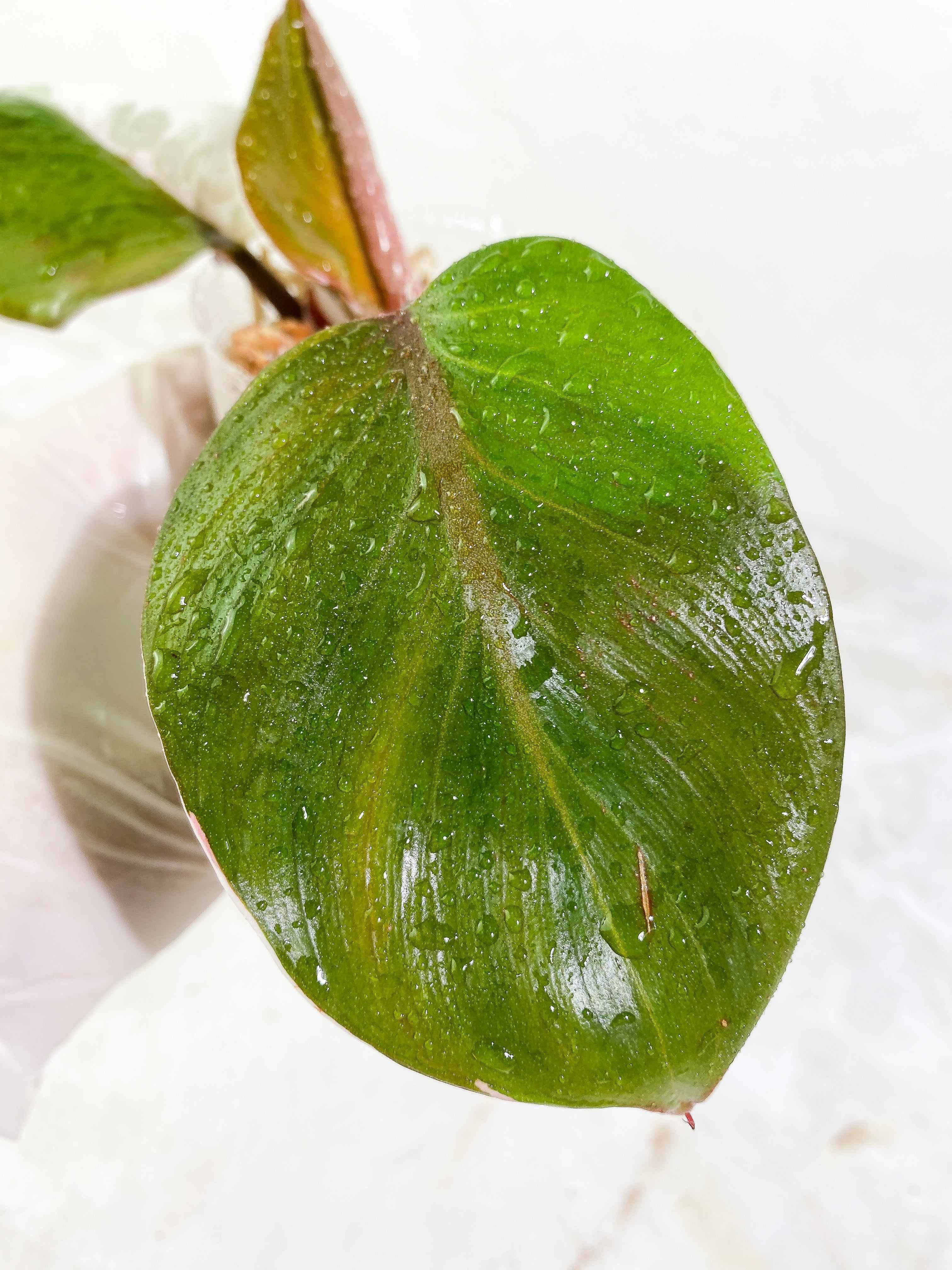 Philodendron White Knight tricolor 3 leaves Slightly Rooted half moon