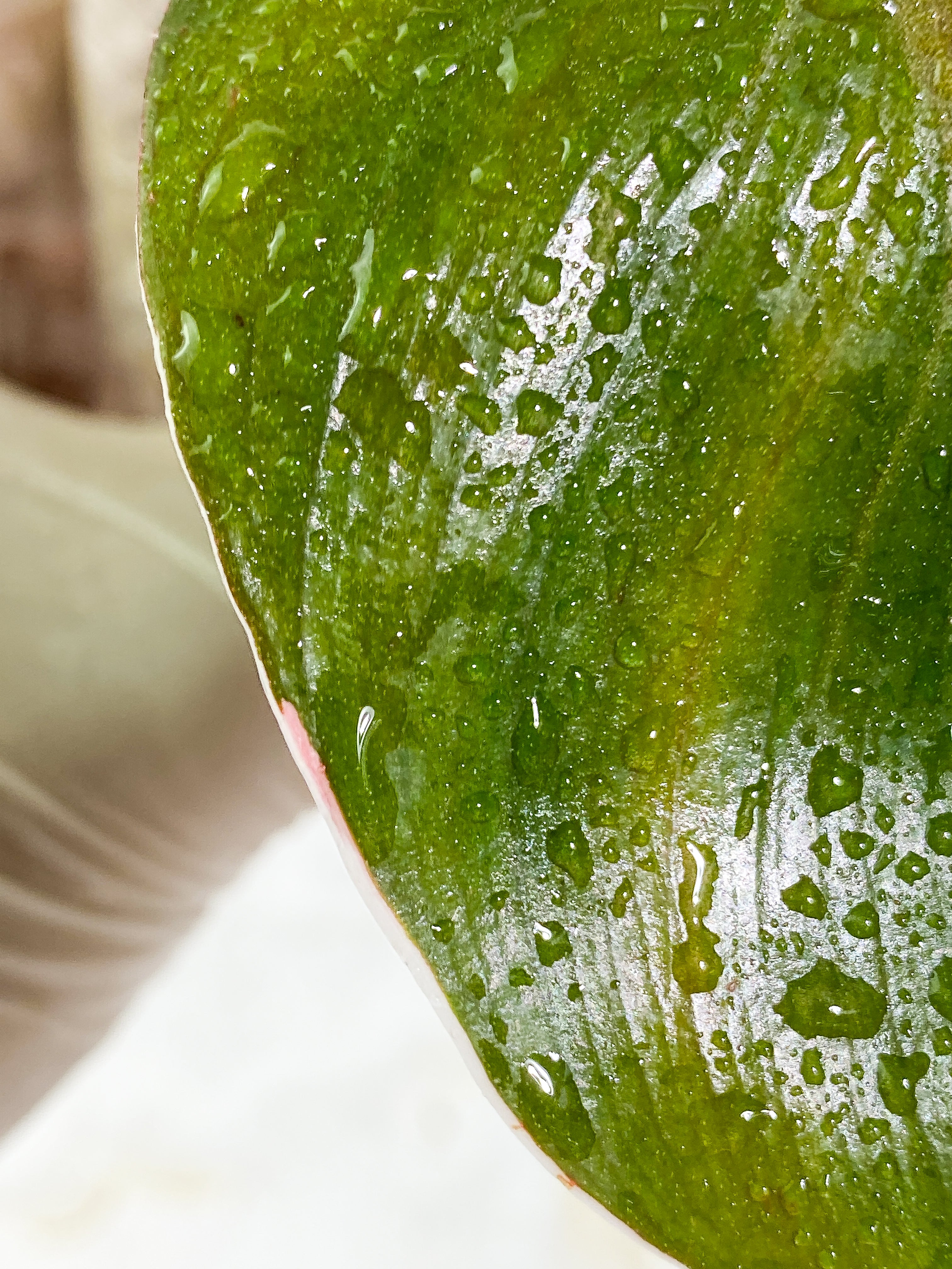 Philodendron White Knight tricolor 3 leaves Slightly Rooted half moon