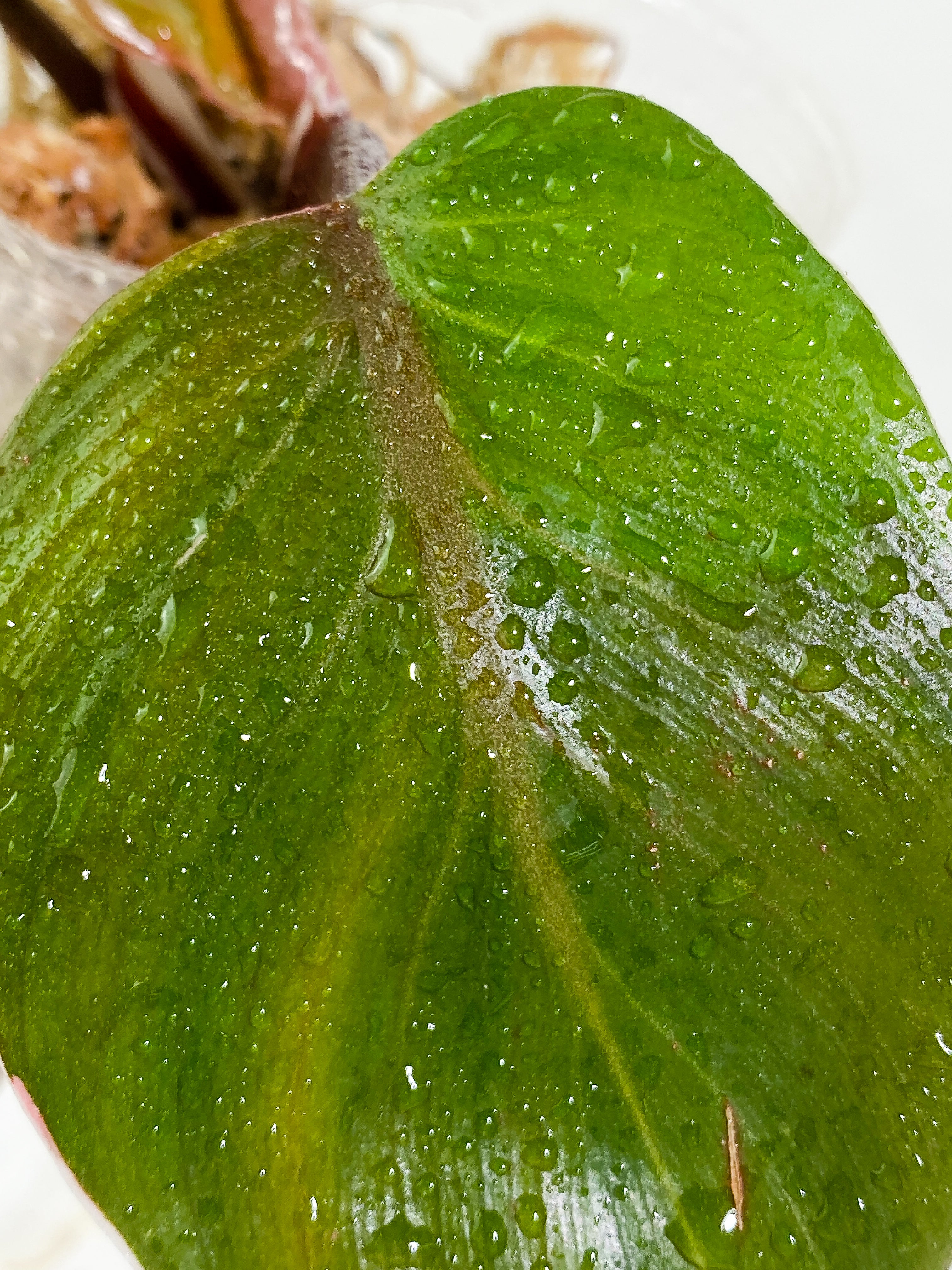 Philodendron White Knight tricolor 3 leaves Slightly Rooted half moon