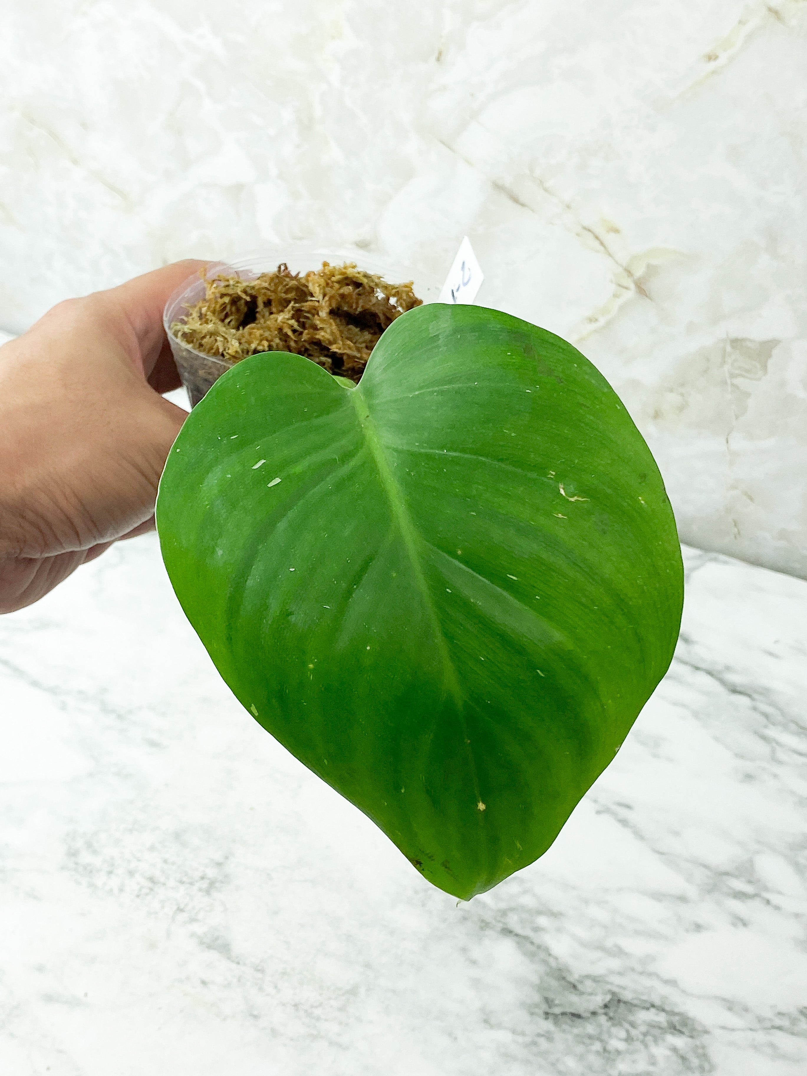 Philodendron White Princess rooted Cutting