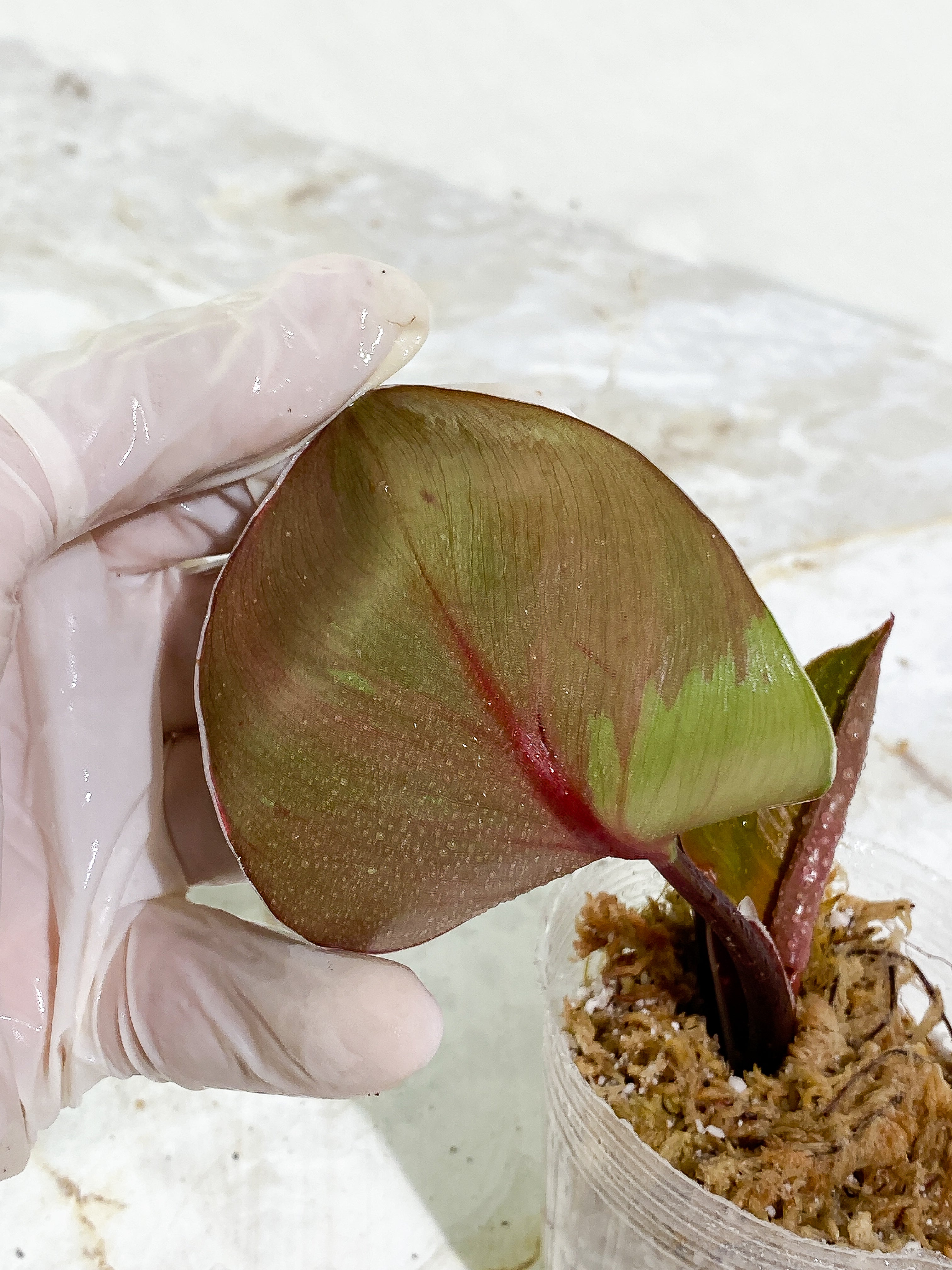 Philodendron White Knight tricolor 3 leaves Slightly Rooted half moon