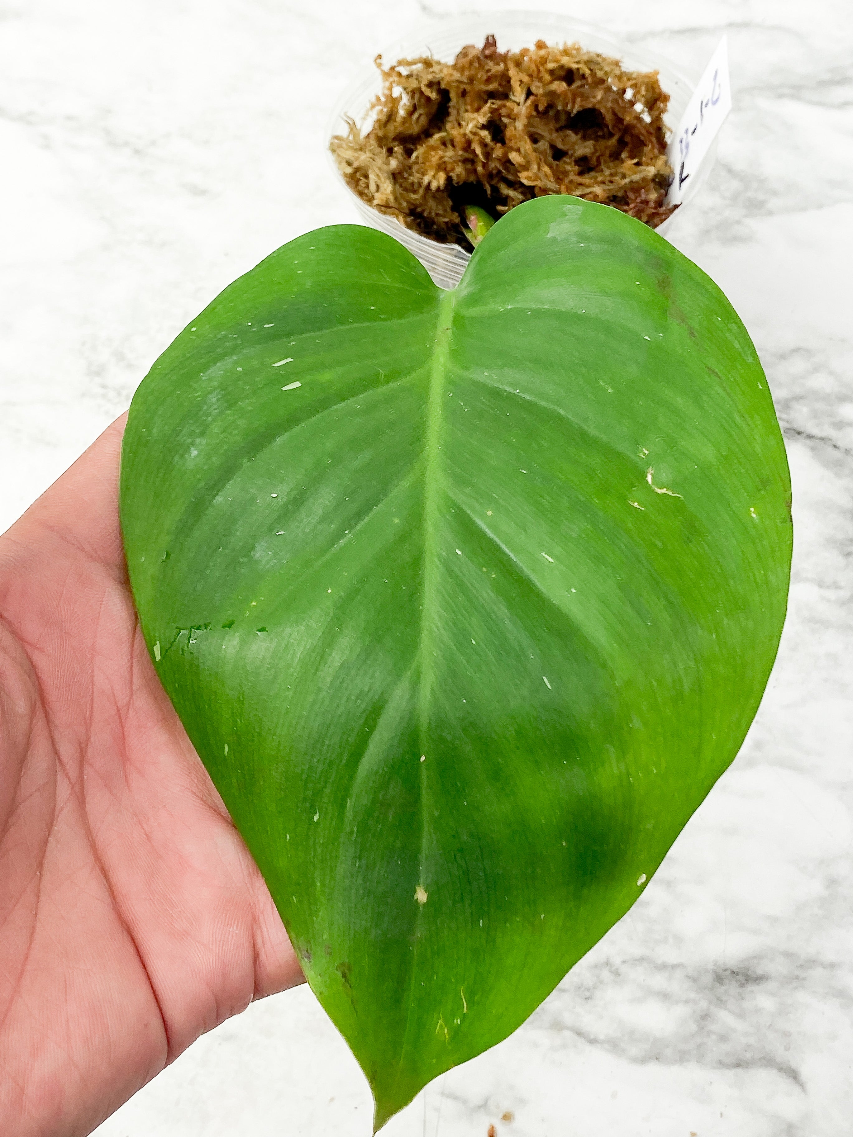 Philodendron White Princess rooted Cutting