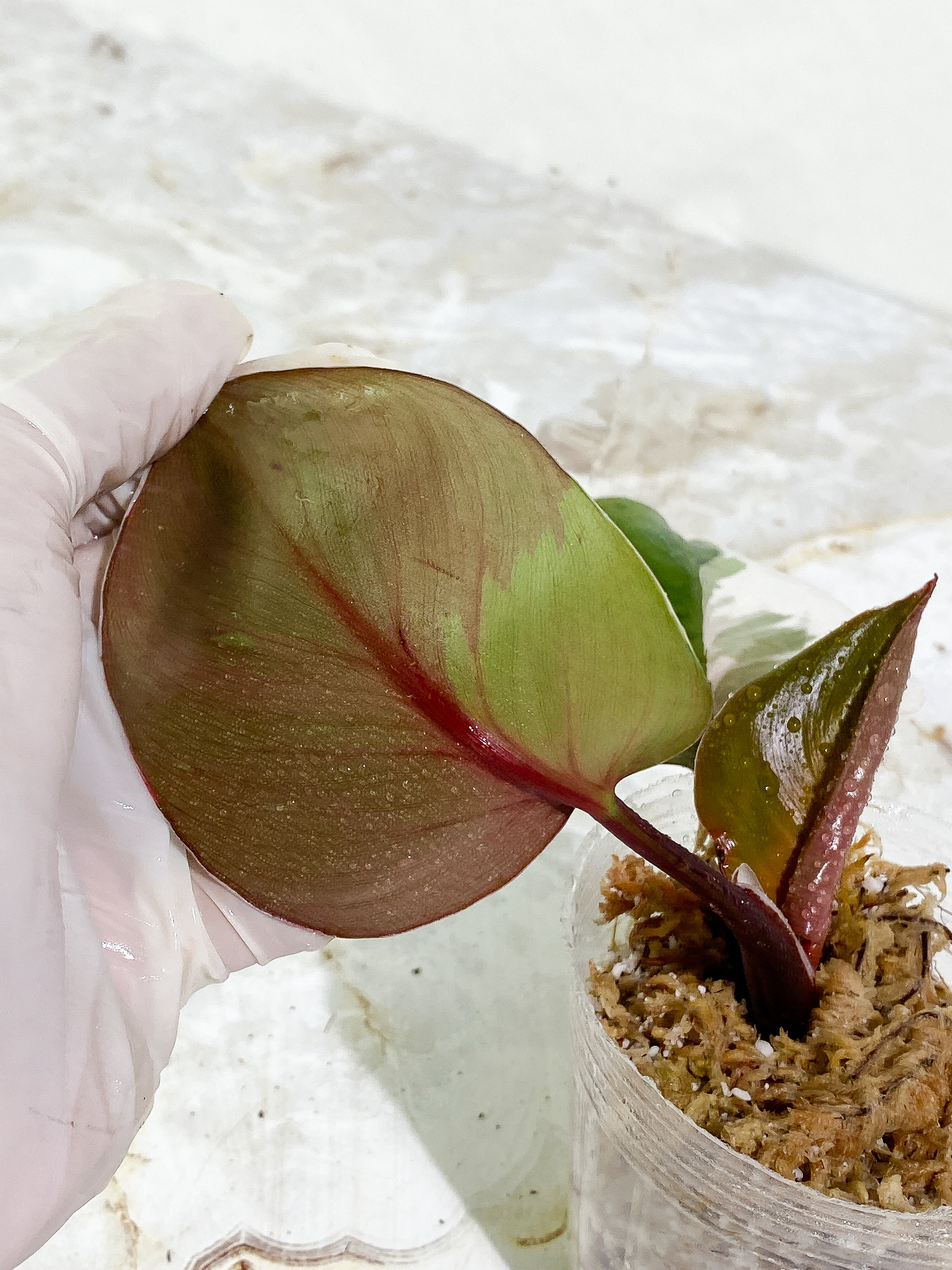 Philodendron White Knight tricolor 3 leaves Slightly Rooted half moon