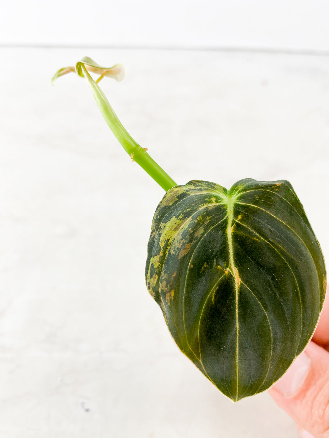 Philodendron Melanochrysum Variegated 1 leaf with new growth