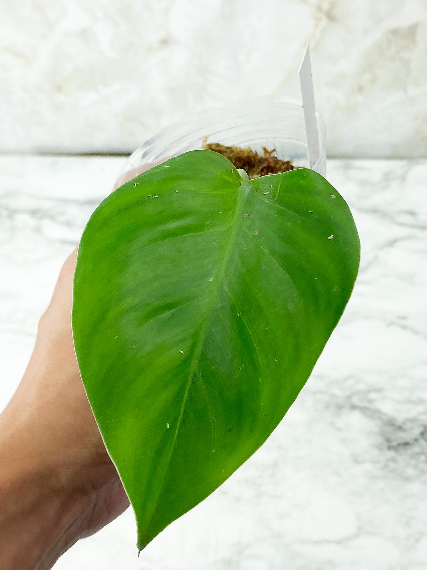 Philodendron White Princess rooted Cutting