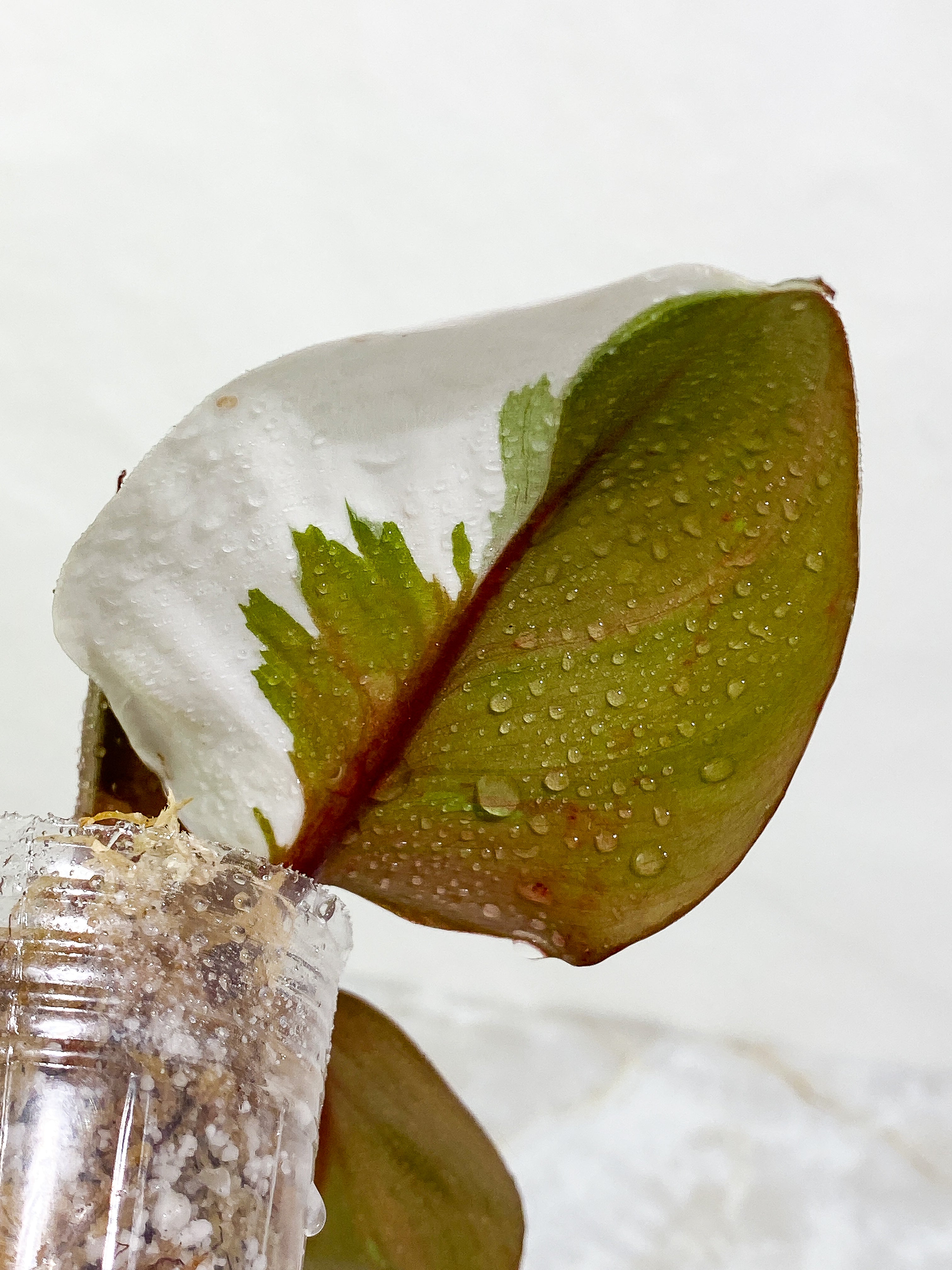 Philodendron White Knight tricolor 3 leaves Slightly Rooted half moon