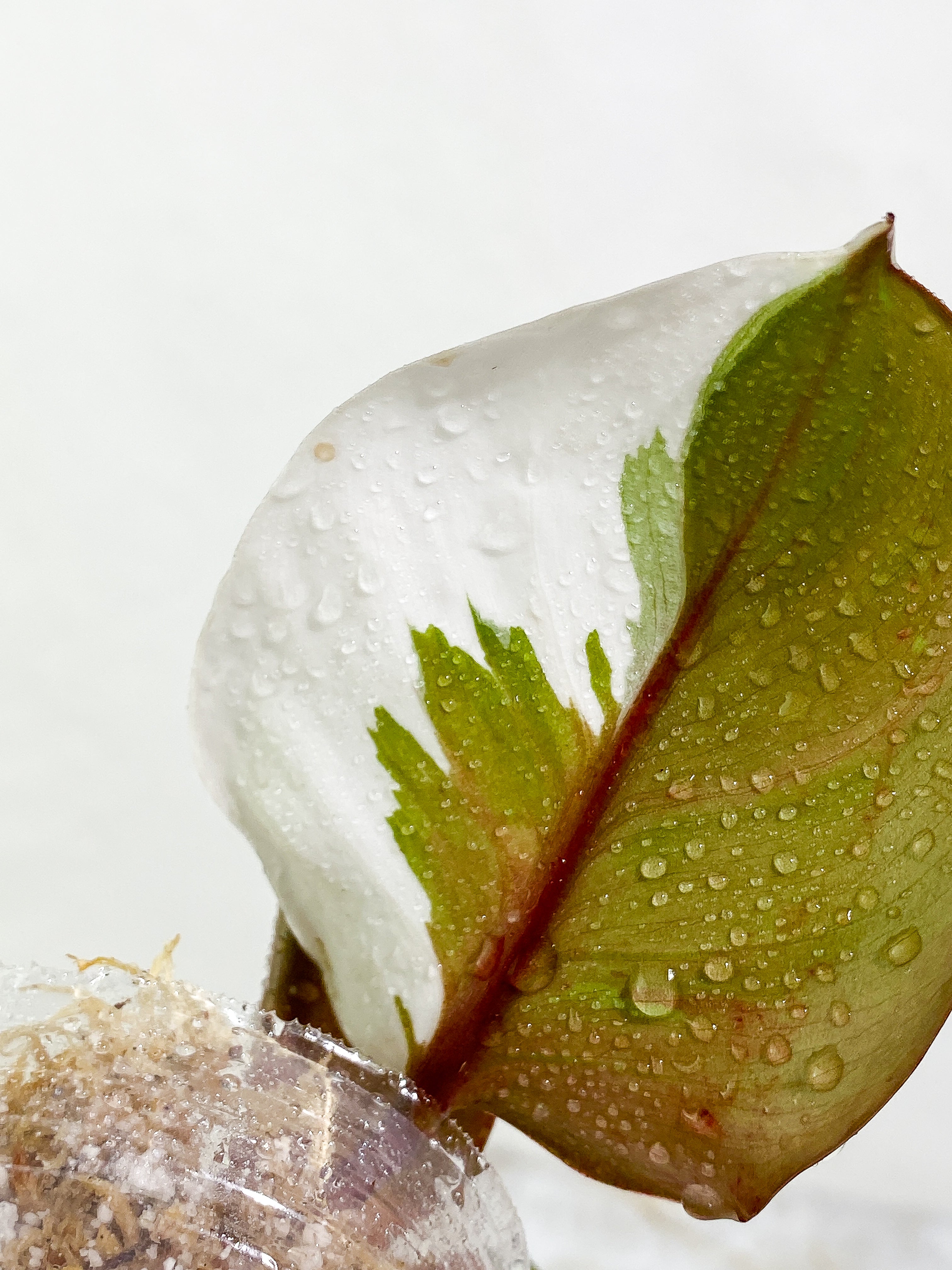 Philodendron White Knight tricolor 3 leaves Slightly Rooted half moon