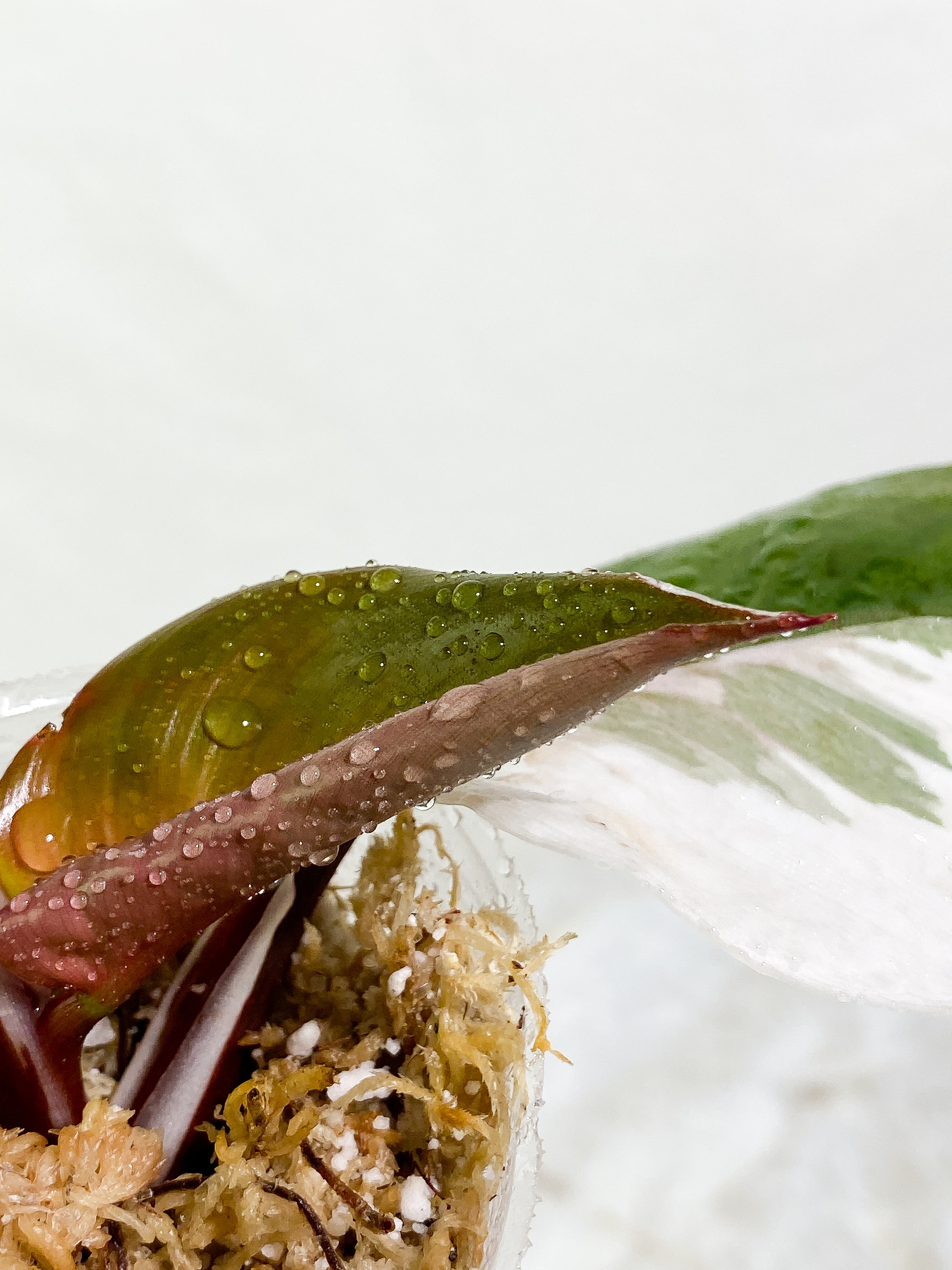 Philodendron White Knight tricolor 3 leaves Slightly Rooted half moon