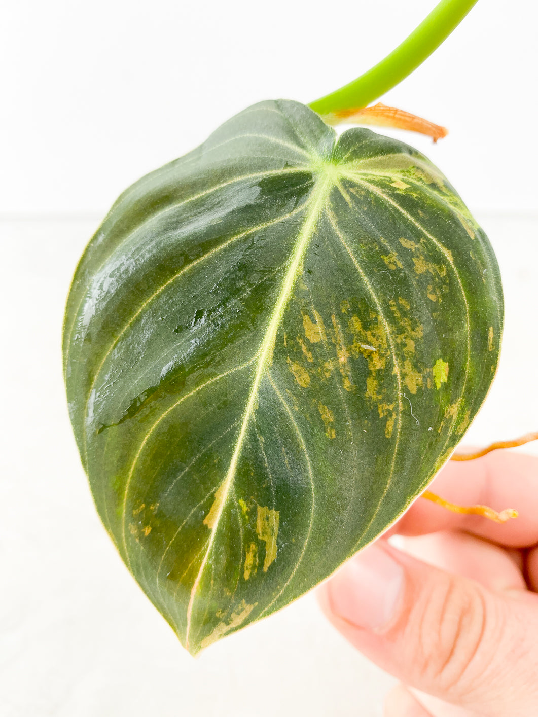 Philodendron Melanochrysum Variegated 2 leaves