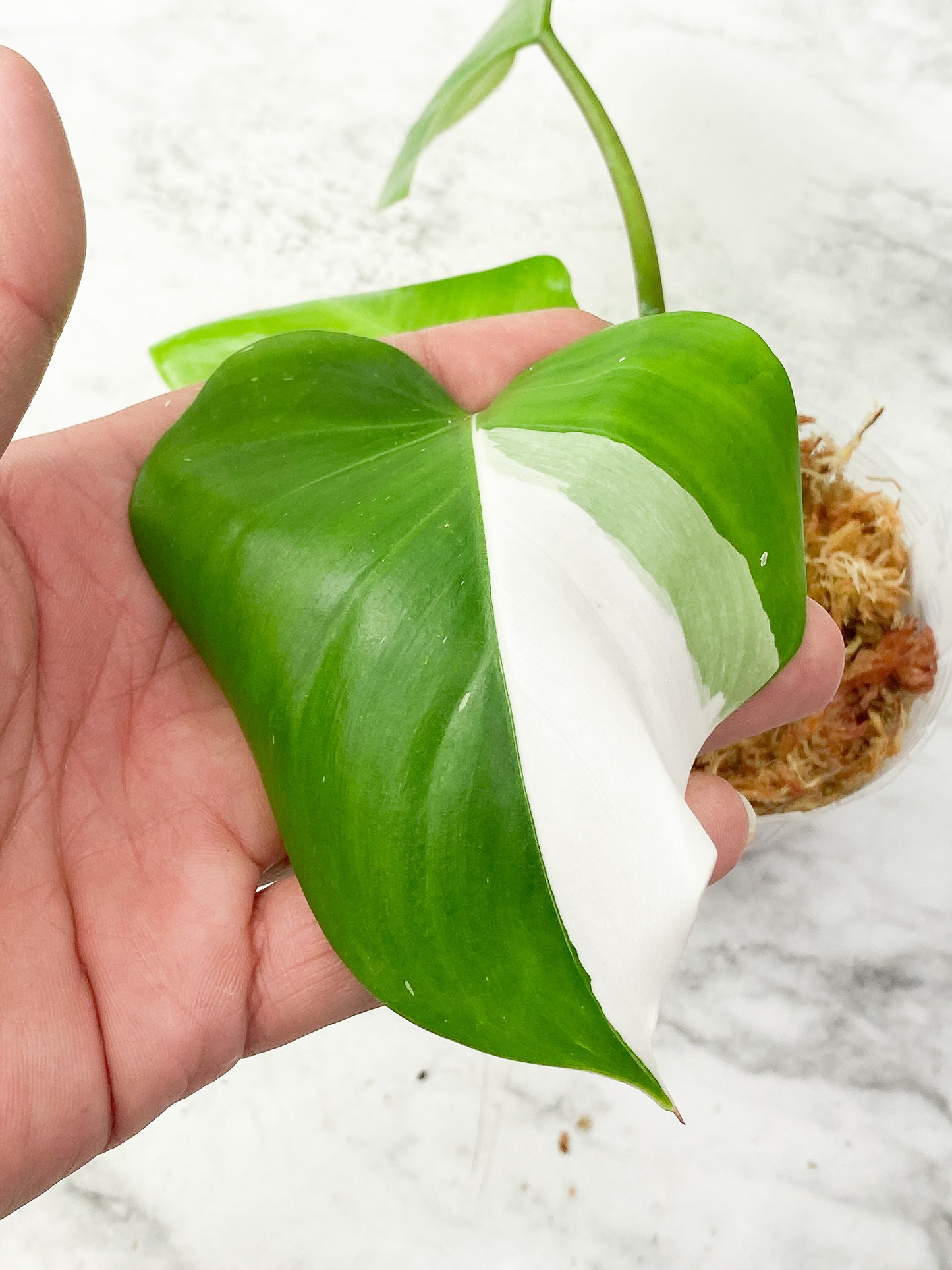 Philodendron White Princess Slightly Rooted Top Cutting 3 leaves