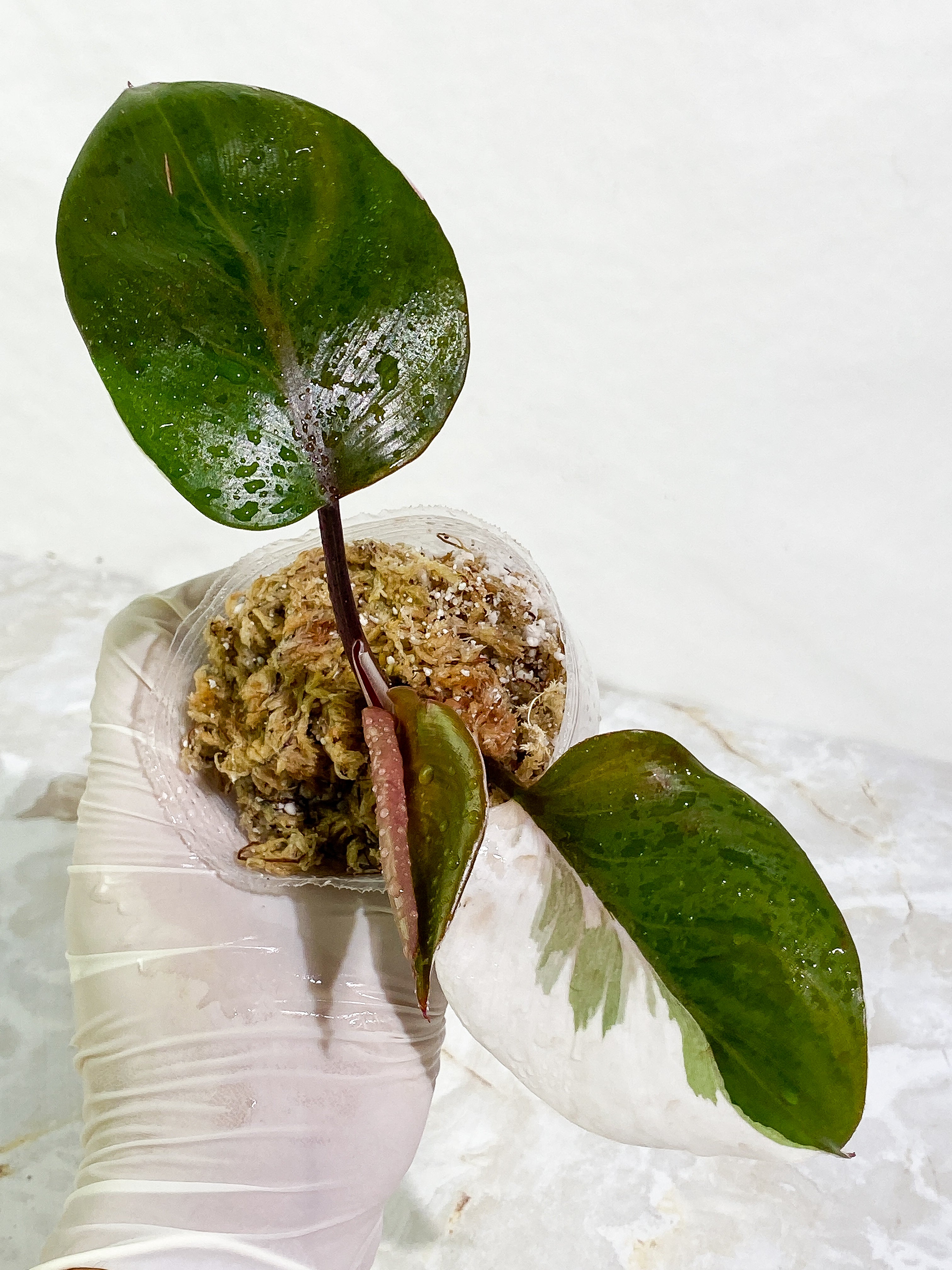 Philodendron White Knight tricolor 3 leaves Slightly Rooted half moon