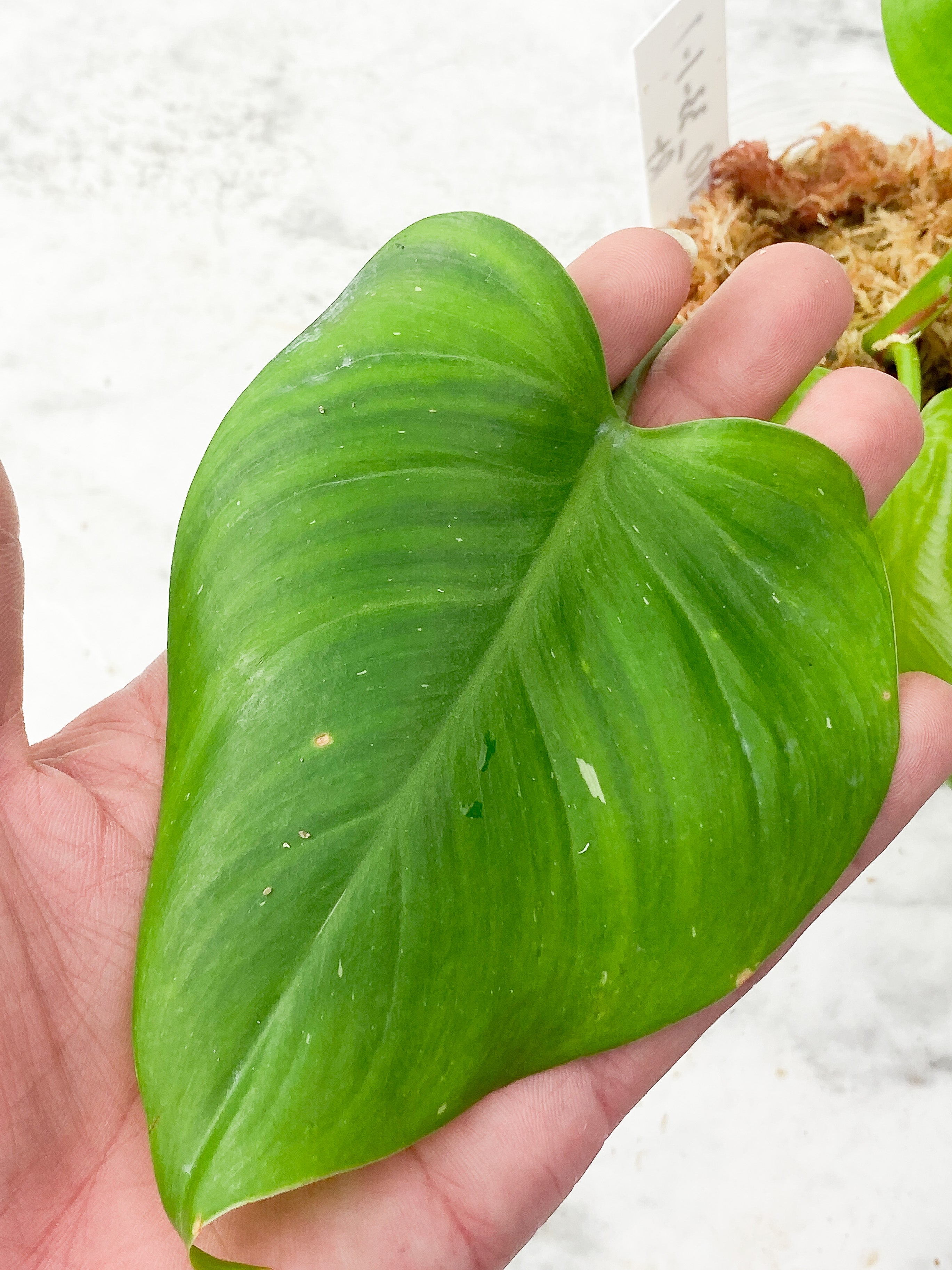 Philodendron White Princess Slightly Rooted Top Cutting 3 leaves