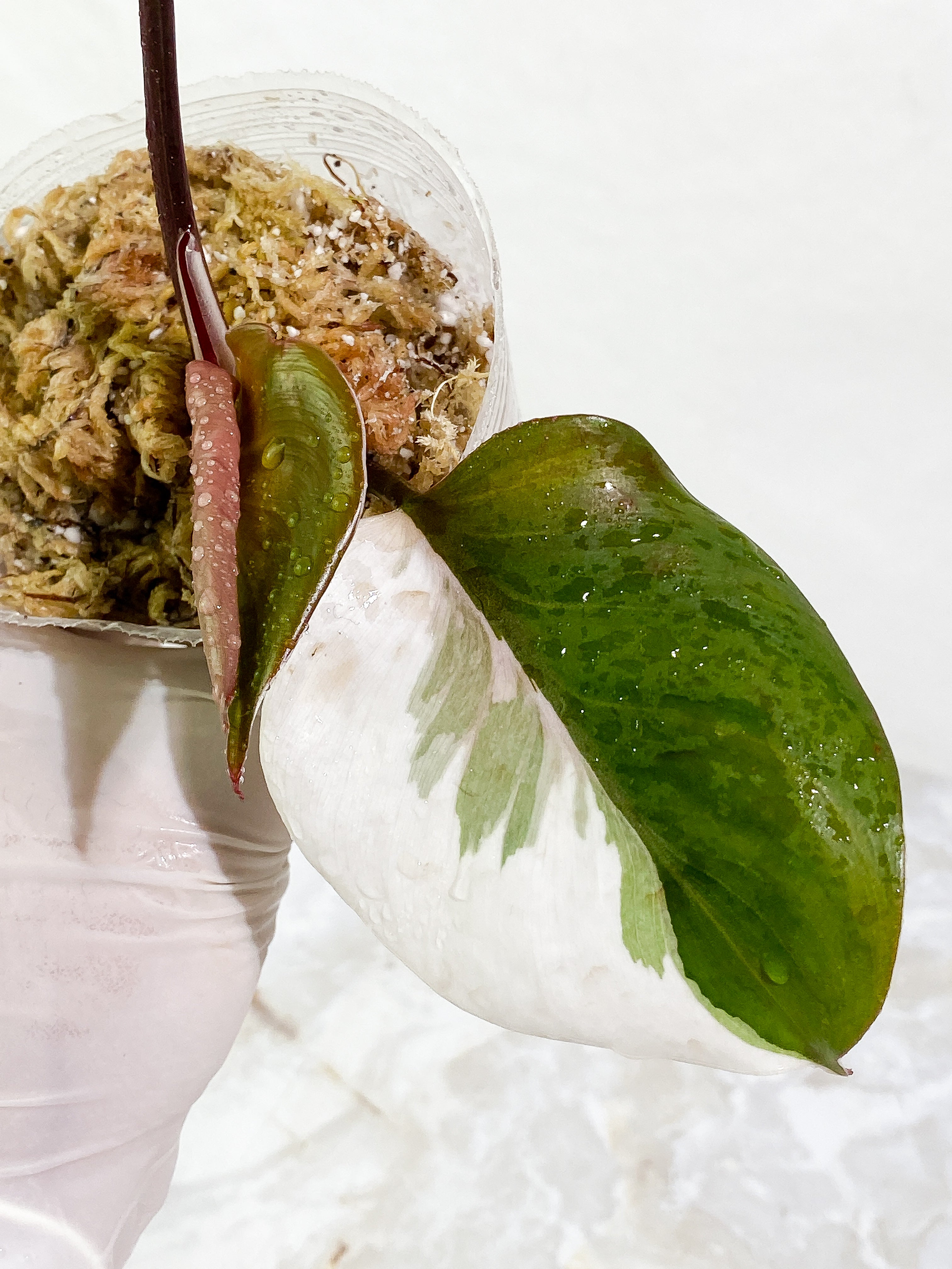 Philodendron White Knight tricolor 3 leaves Slightly Rooted half moon